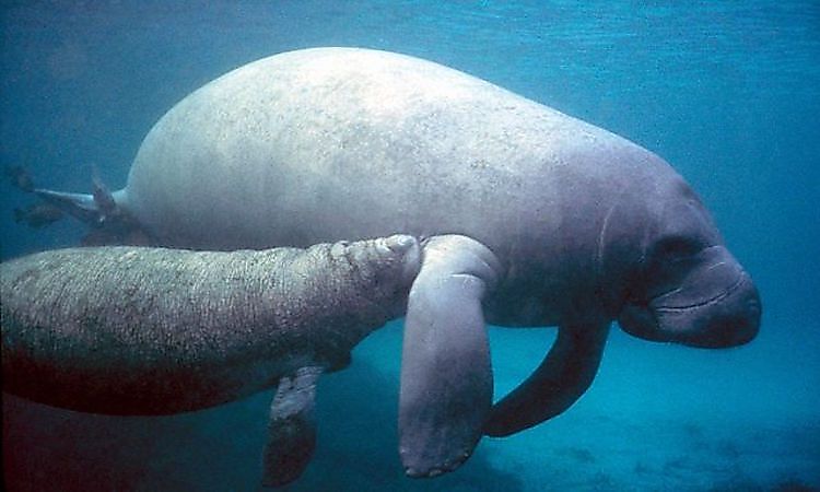 The West Indian Manatee lives entirely in water and has no hind limbs.