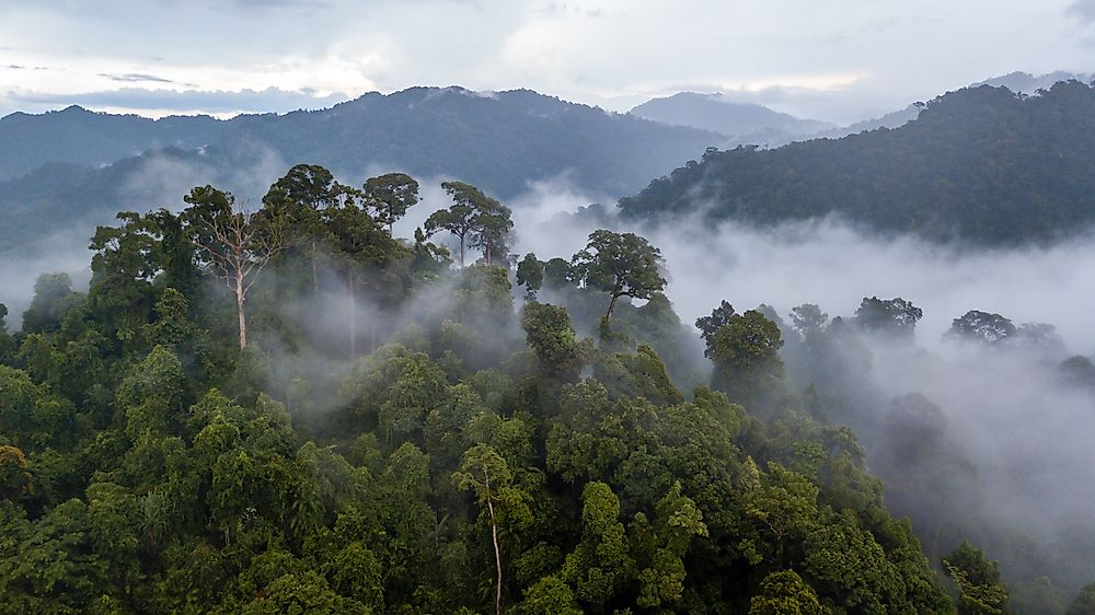 Uncontacted peoples live in the dense Amazon rainforest.