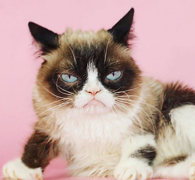 @realgrumpycat Hesabı Takipçileri