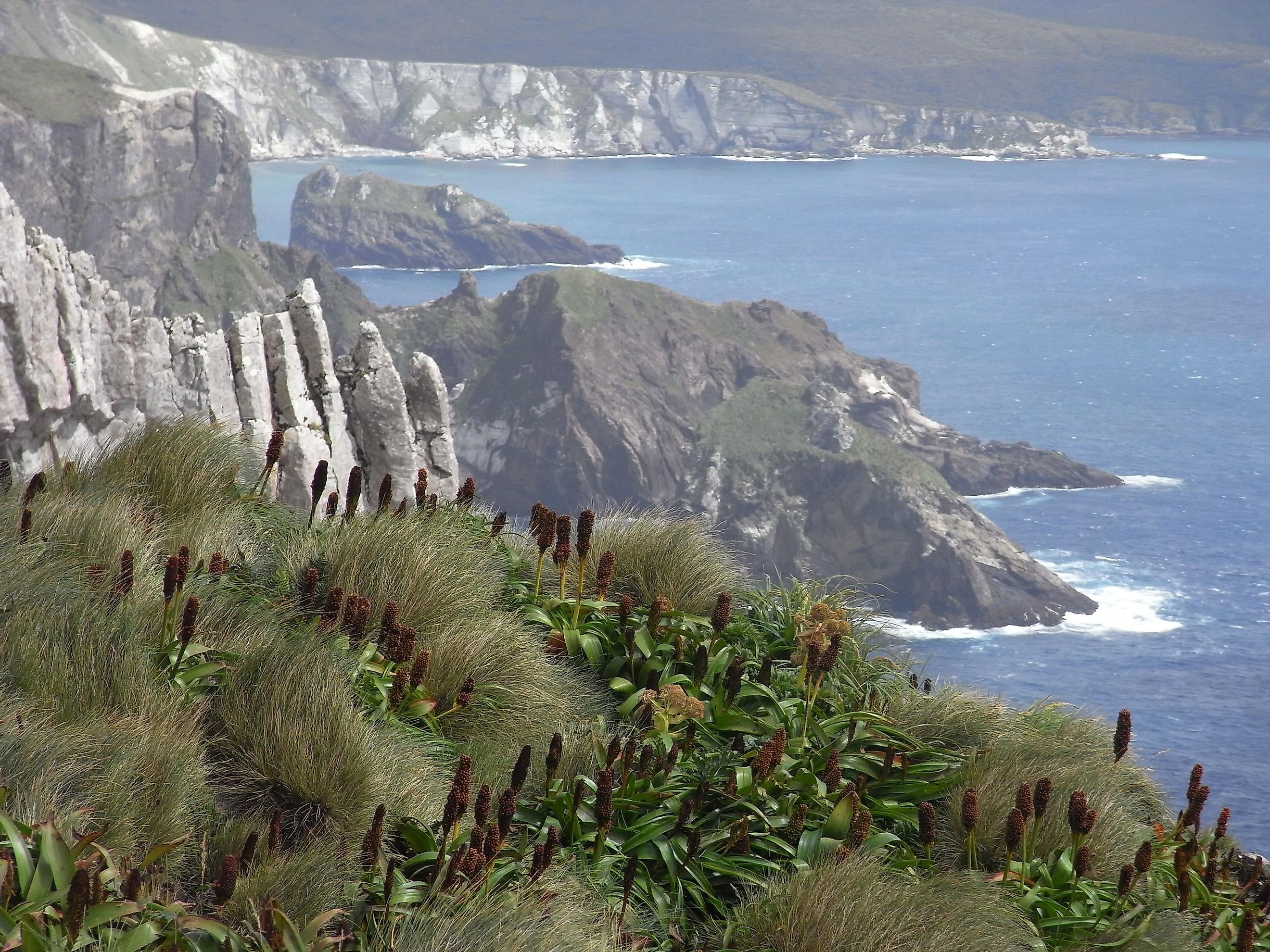 Auckland Islands cliff.