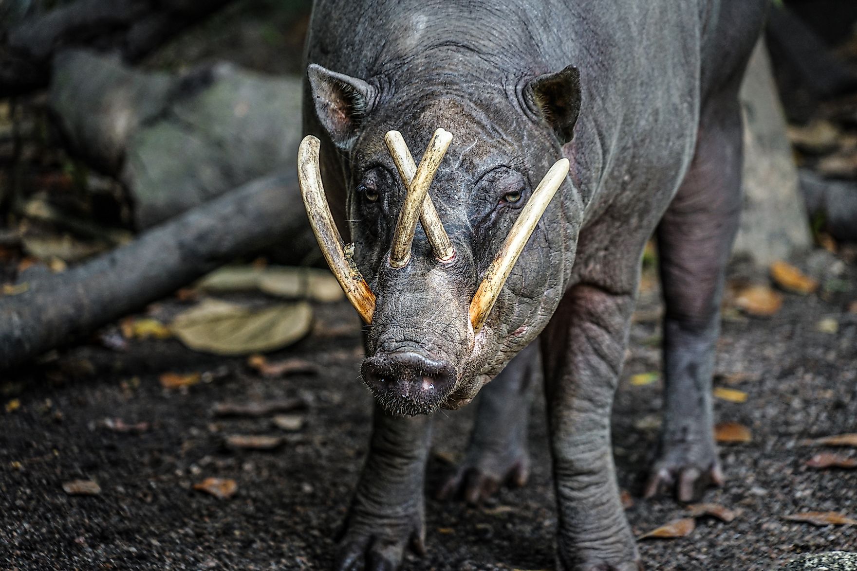 10 Most Iconic Animals Of Indonesia - WorldAtlas