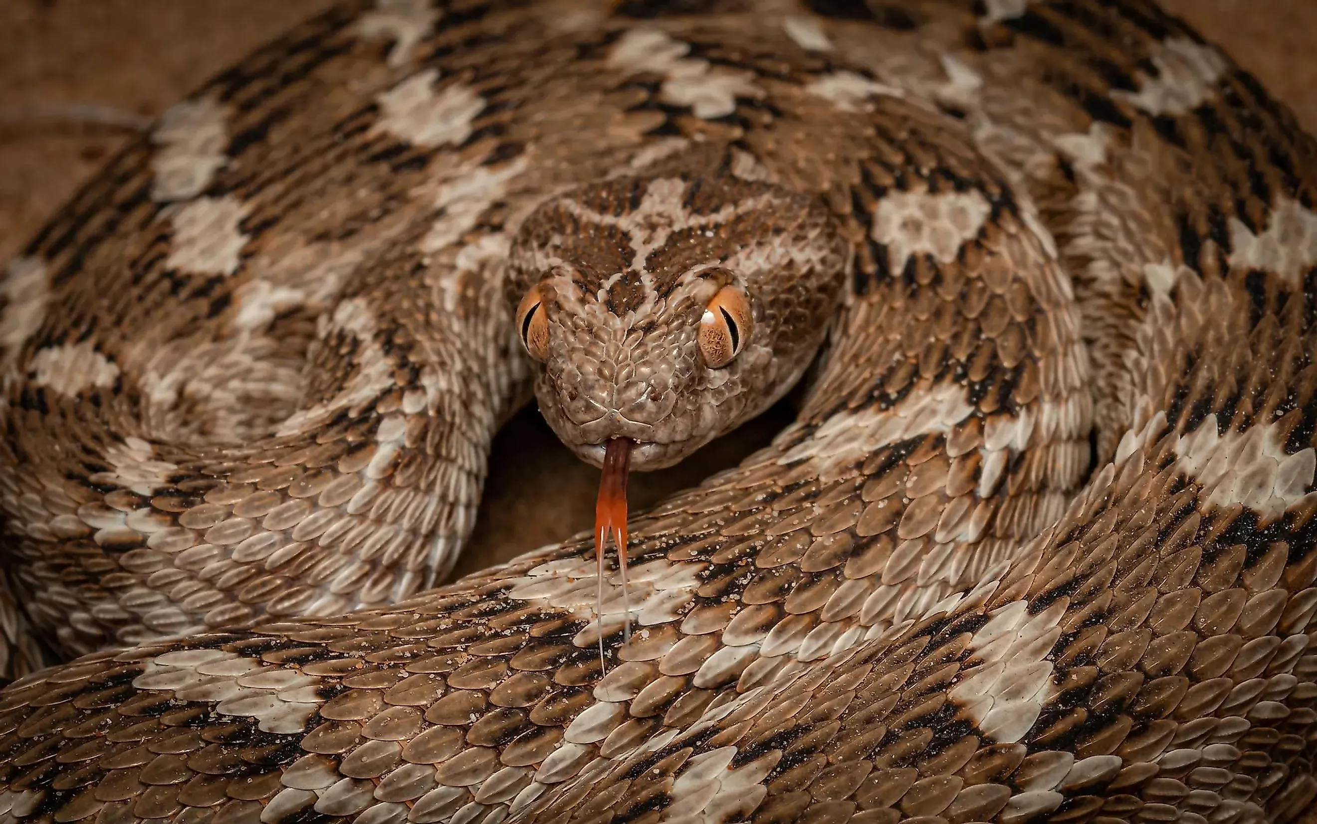 Deadliest Snake In The World WorldAtlas