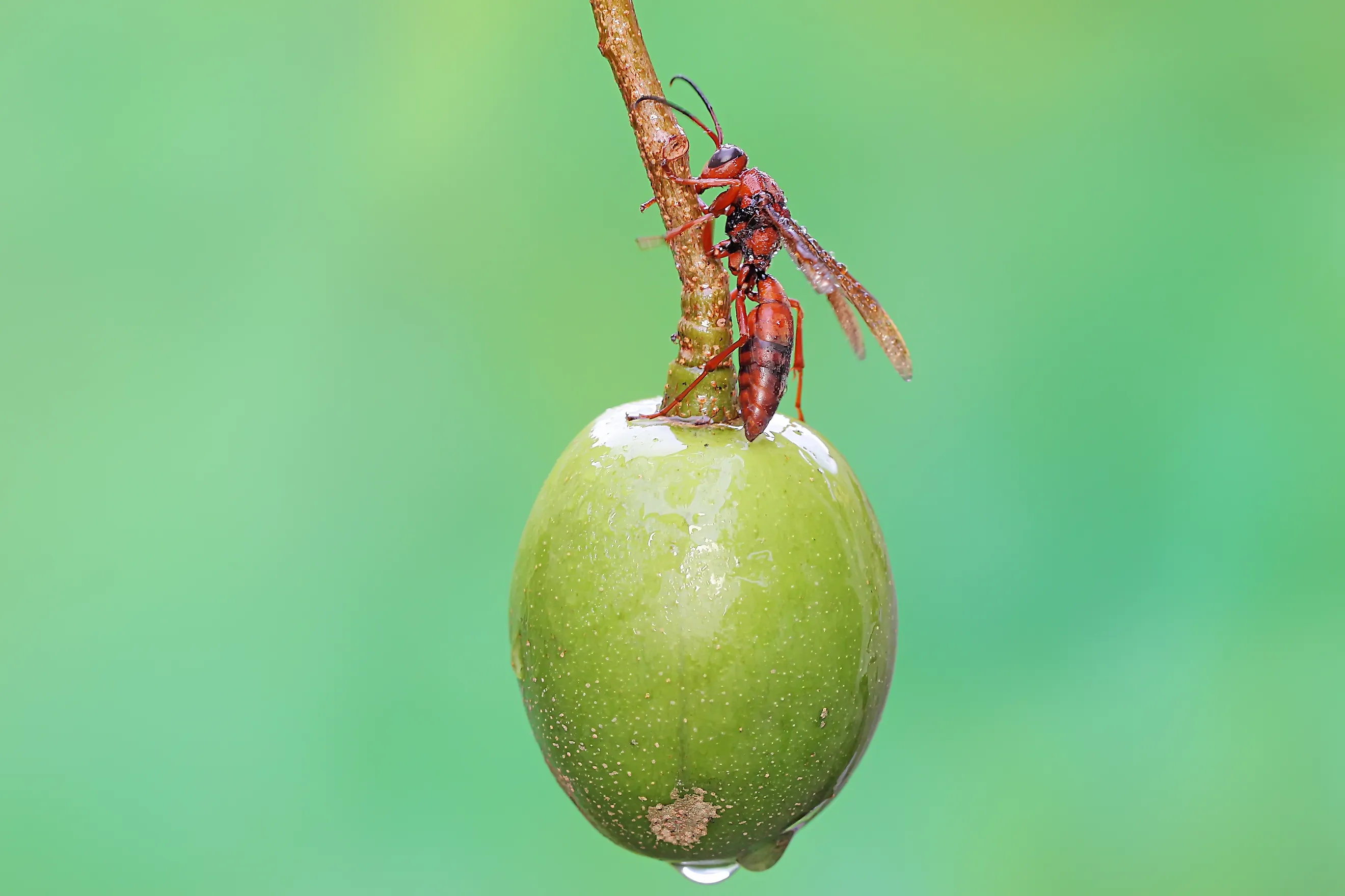 Paper wasp