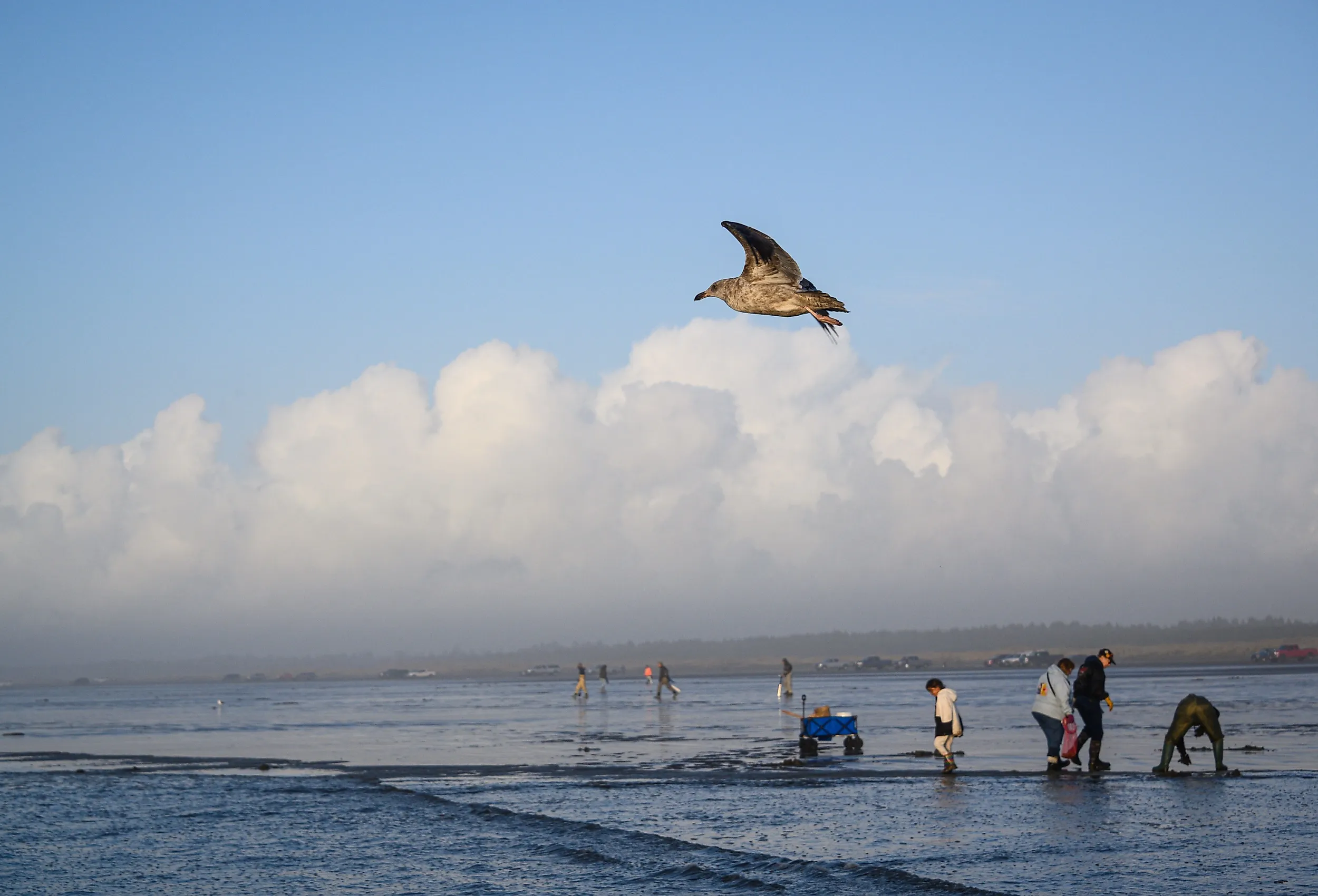 Copalis Beach, Ocean Shores, WA with people out digging for razor clams at low tide in late afternoon. Image credit: knelson20 via Shutterstock.
