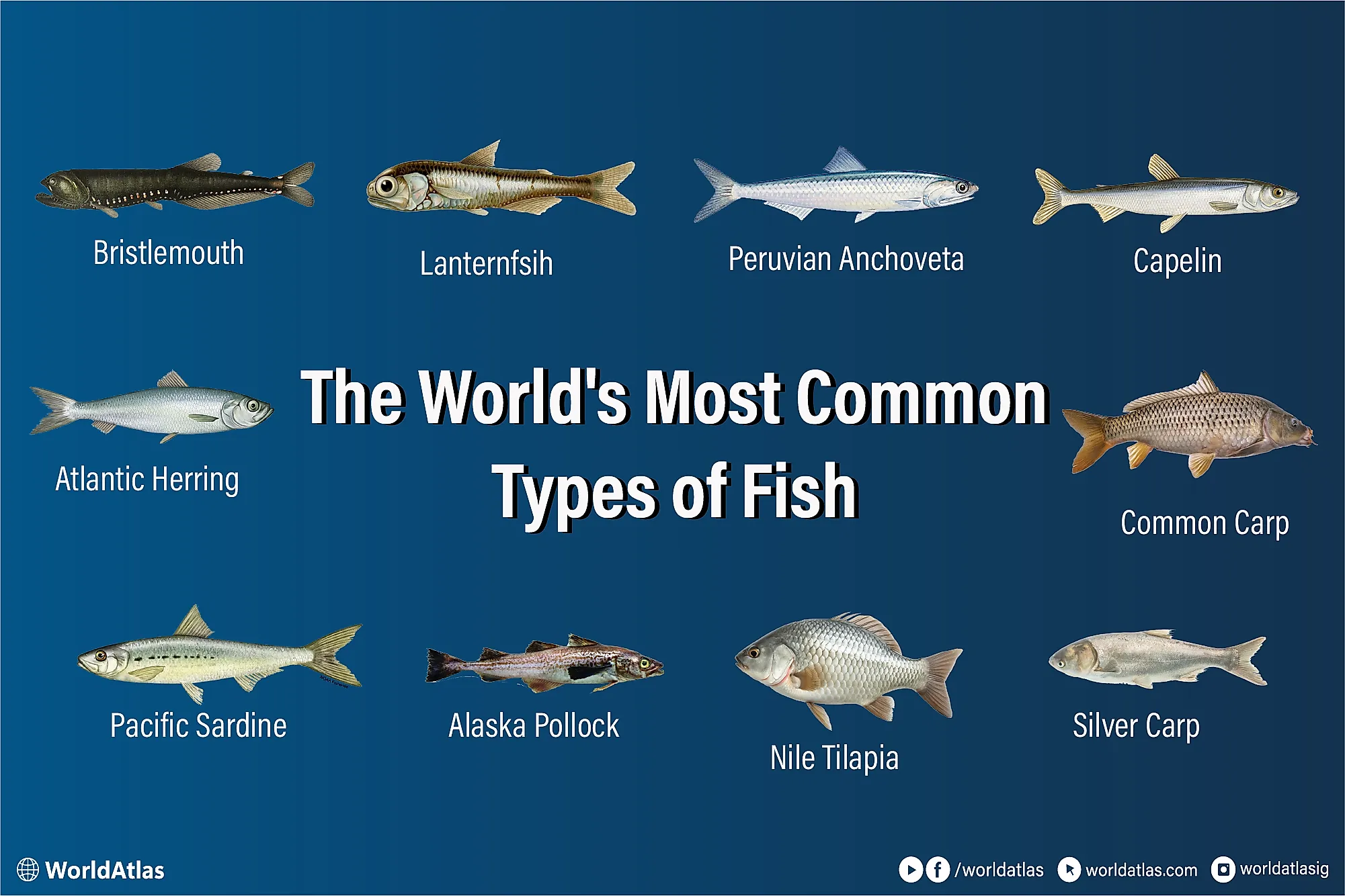 infographic showing the world's 10 most common fish