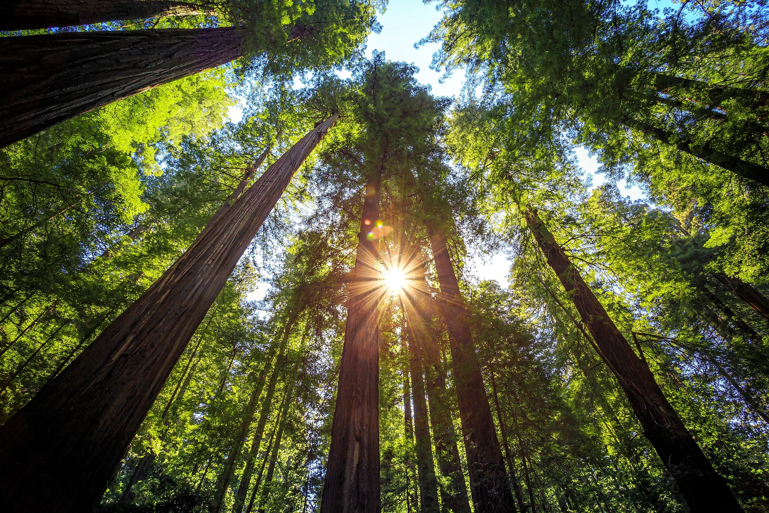 Sunset Between the Trees in the Founders Redwood Grove in Humboldt Redwoods State Park, California
