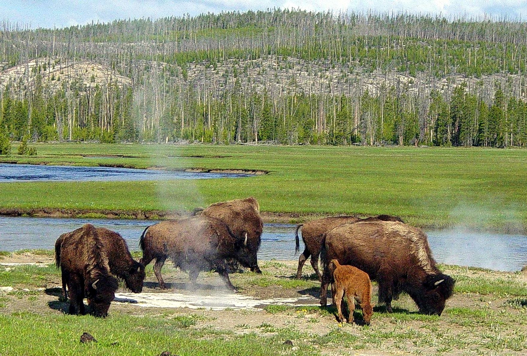 Bison Grazing Near a Hot Spring in the Yellowstone National Park
