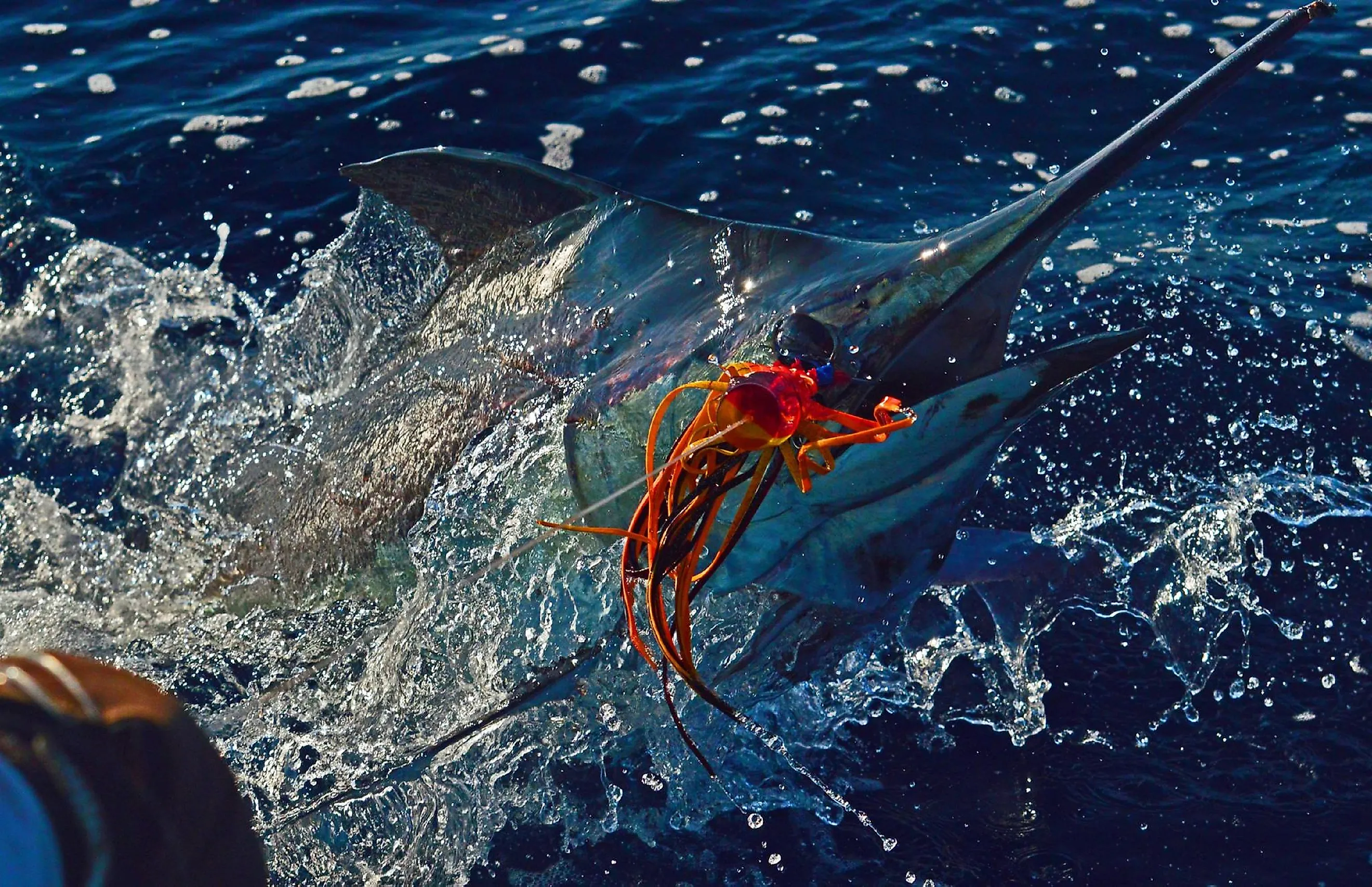 Big marlin catch