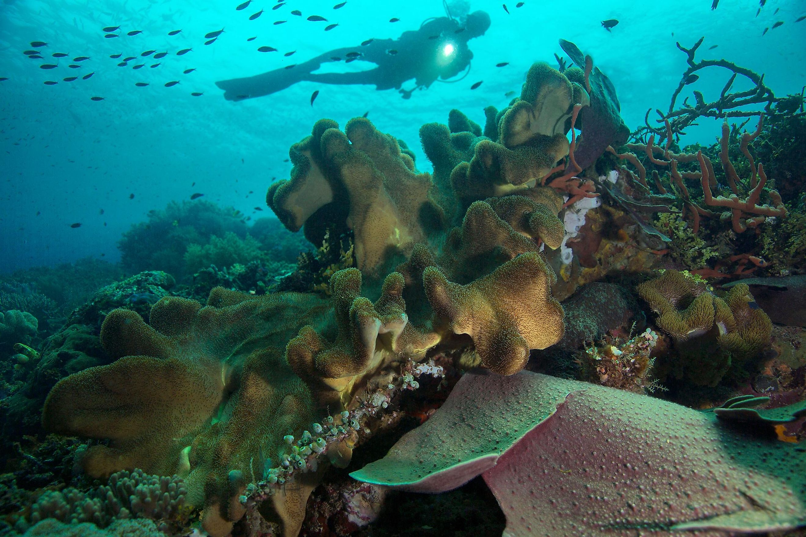 Ceram Sea, Raja Ampat, West Papua, Indonesia.