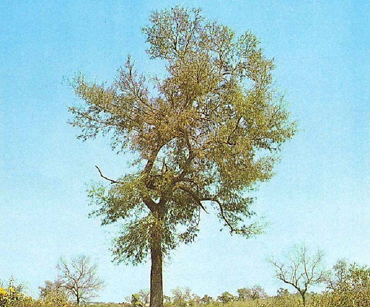Logging activities have left many Quebracho species, including the pictured Schinopsis lorentzii, as threatened to various degrees.