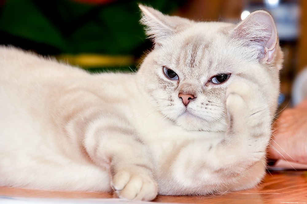 A ragamuffin cat.