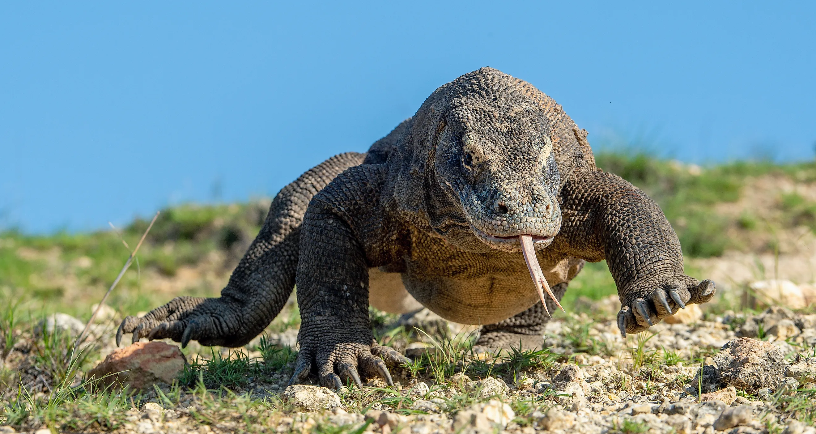 A wild Komodo dragon (Varanus komodoensis) in Indonesia. (Credit: Sergey Uryadnikov via Shutterstock)