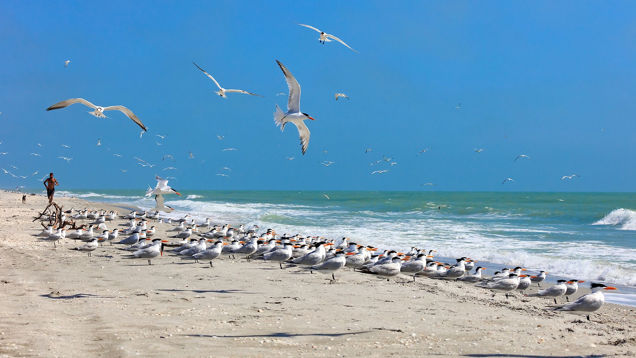 Flock of royal terns on a typical beach on Sanibel Island, Florida.