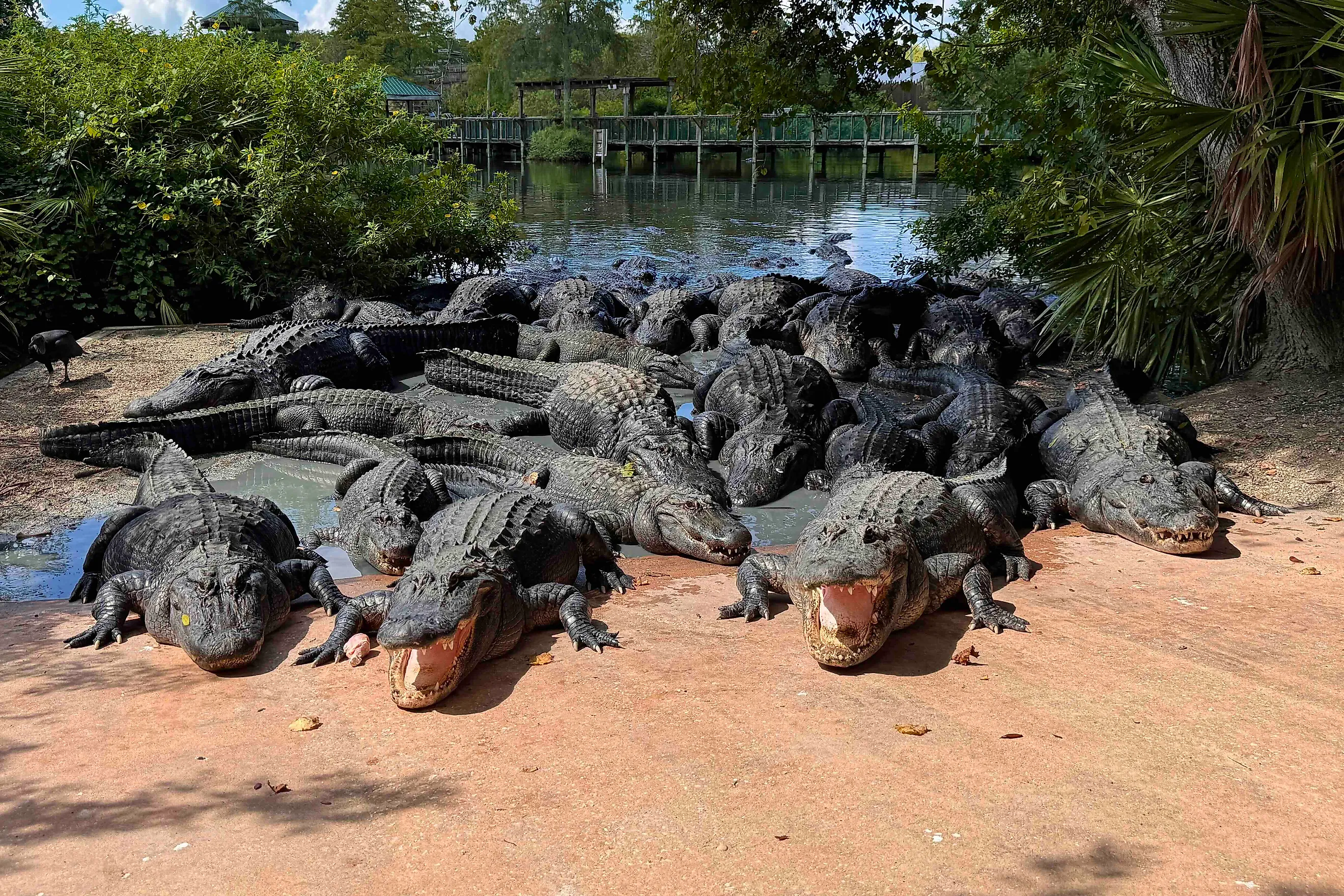 Gatorland Florida alligators wait for feeding experience. Image credit: Bryan Dearsley 