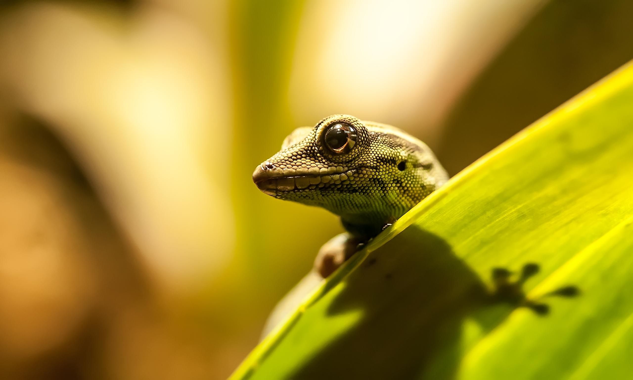 The electric blue gecko.