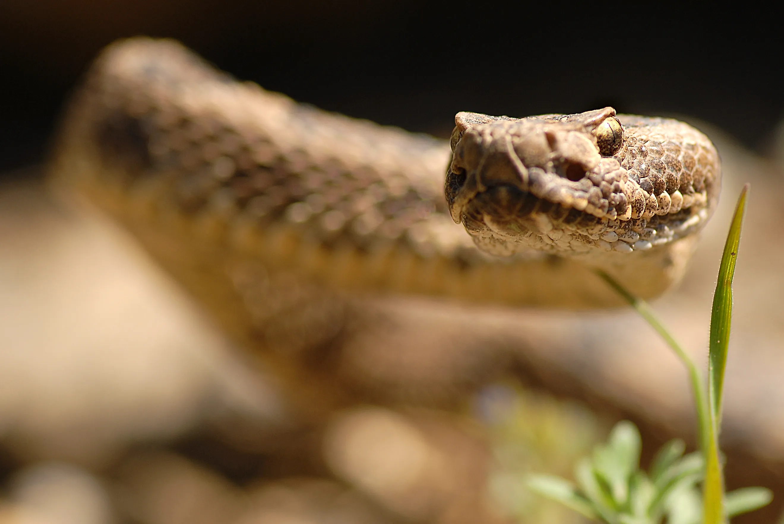 The Great Basin rattlesnake. Image by Nicholas Kiriazis via Shutterstock.