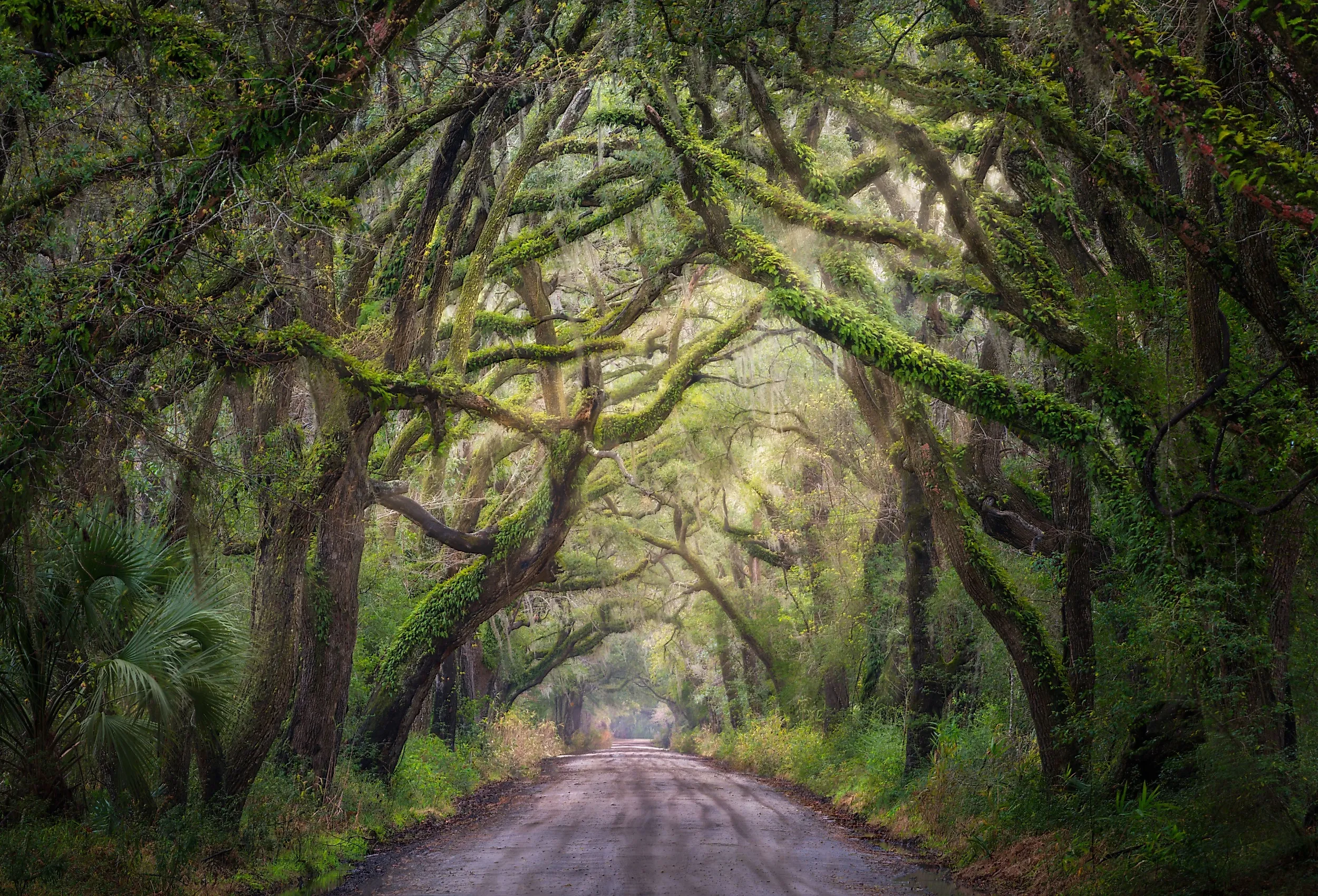 Oak Tree tunnel on Edisto Island, South Carolina.