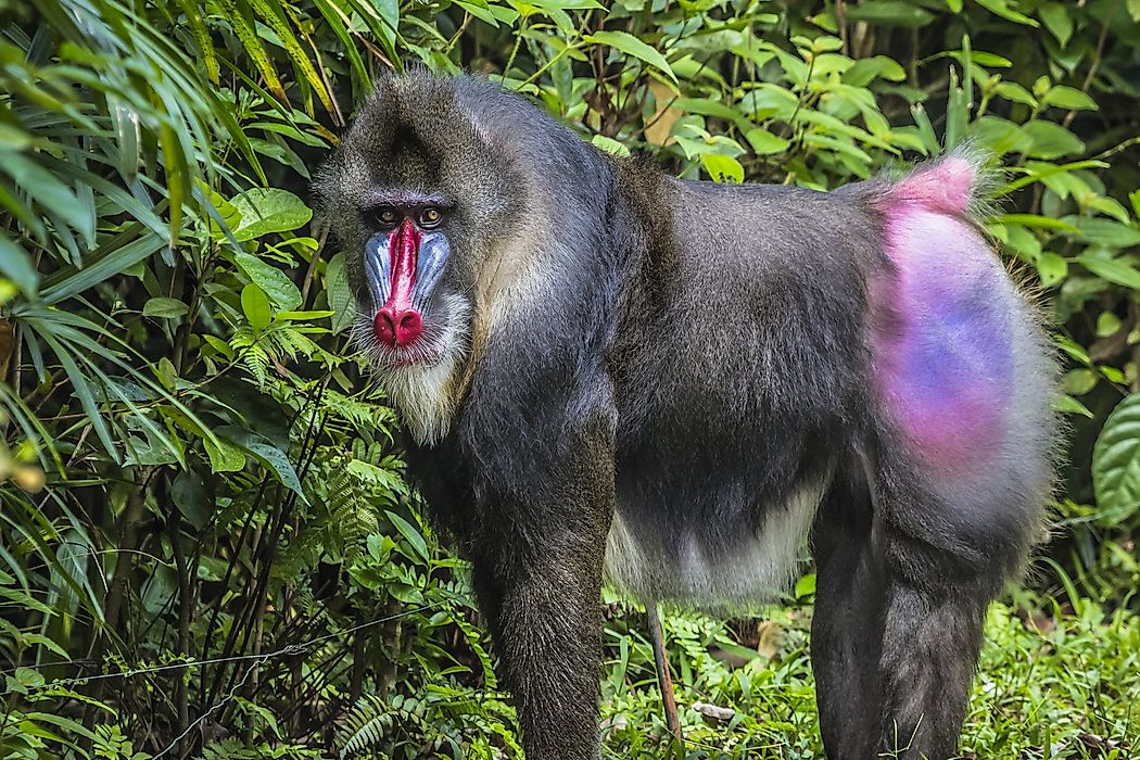 Mandrill Facts Animals Of Africa Worldatlas Mandrill Facts Animals Of Africa Worldatlas