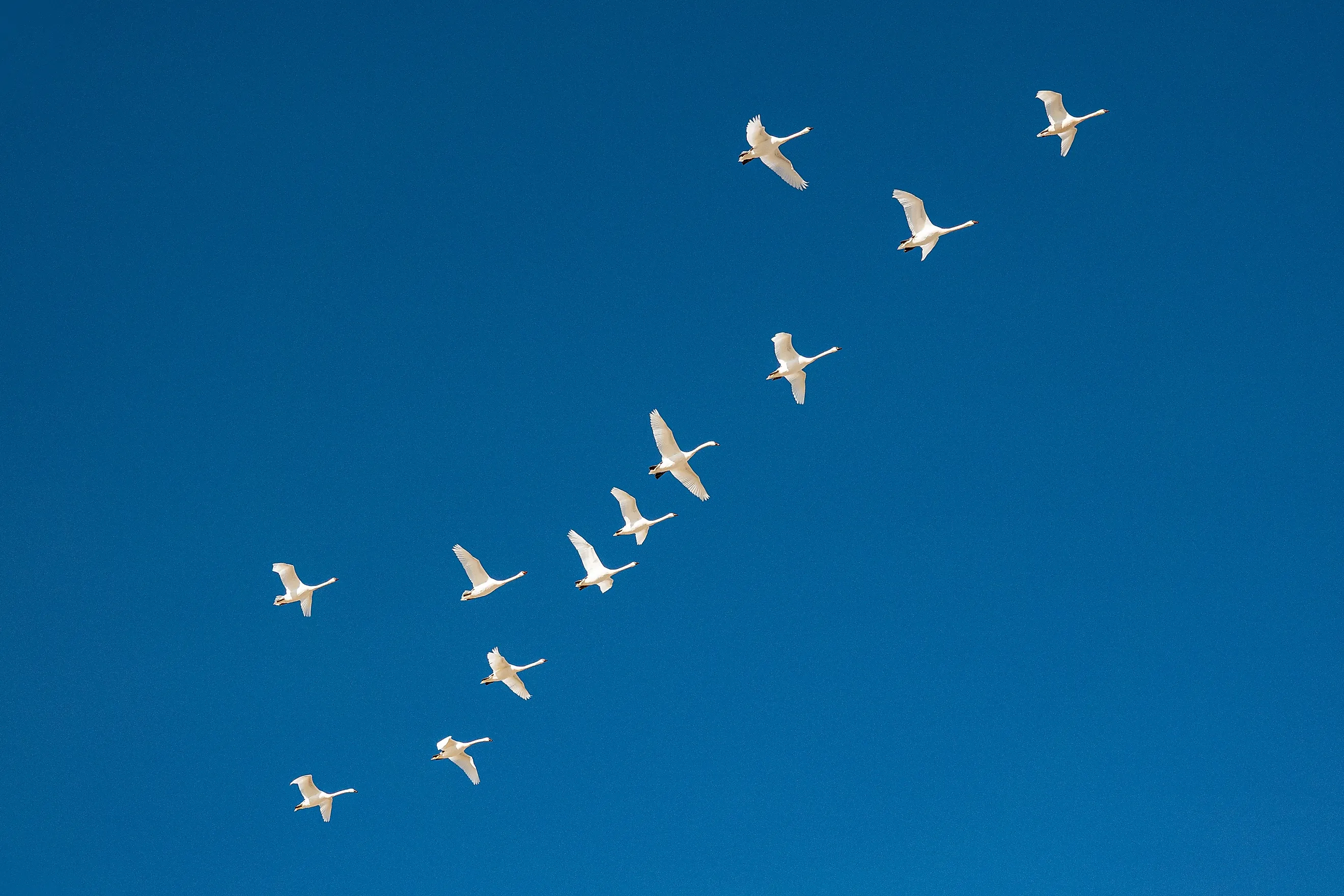 Migrating flock of white swans flying in blue sky.