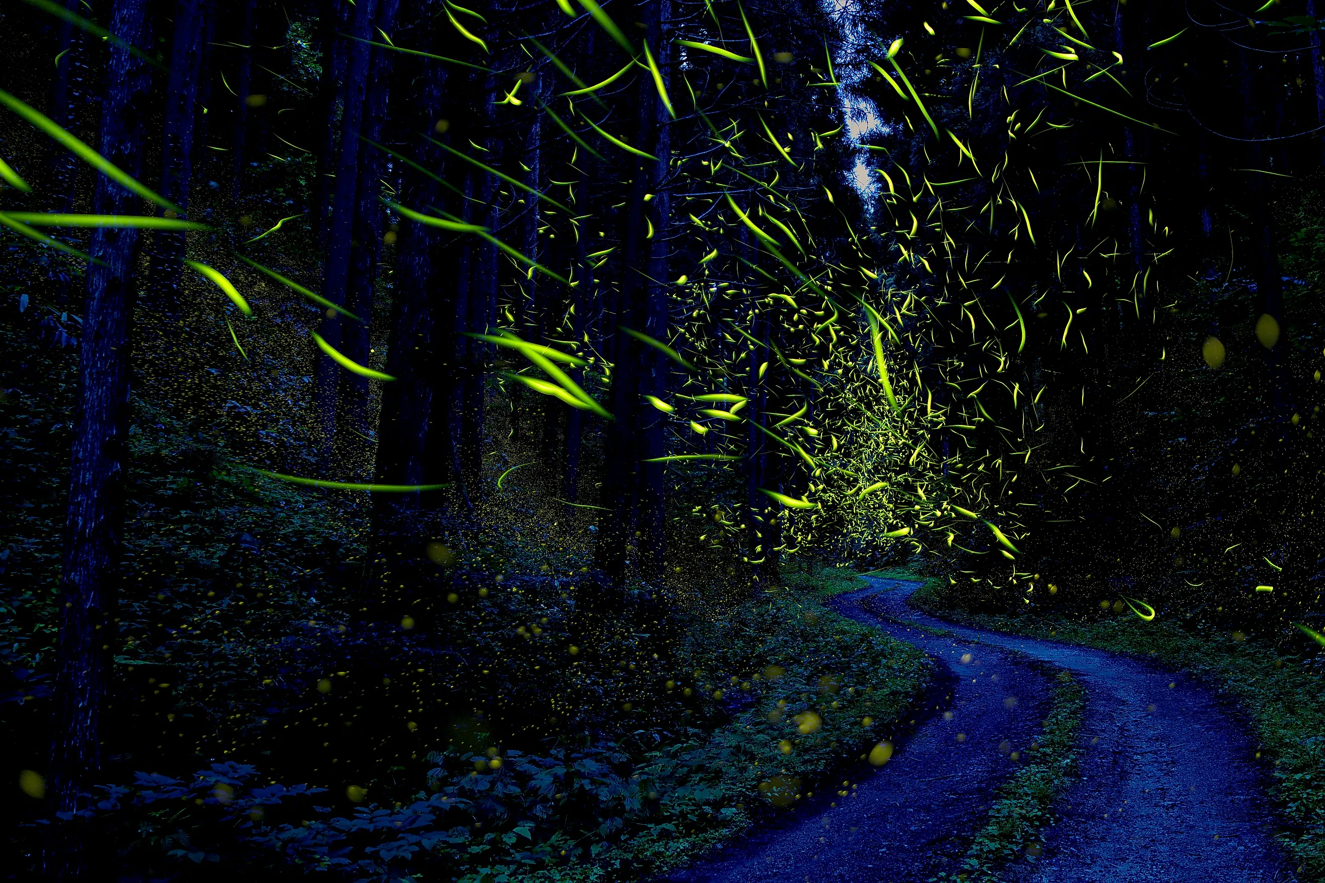 Fireflies light up a forest in Japan.