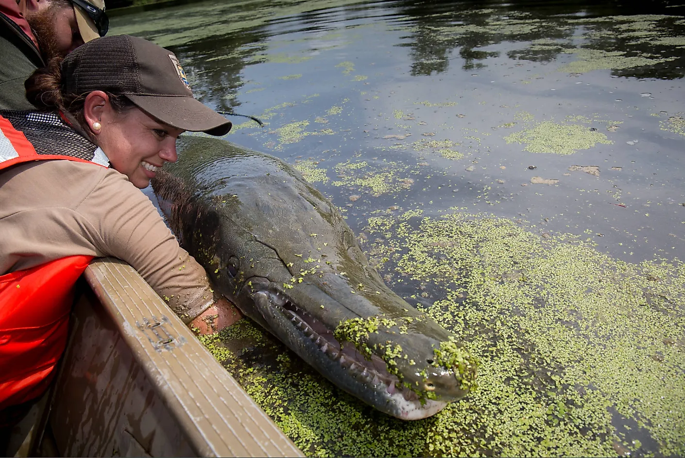 A USFWS employee holding an alligator gar beside a boat.
