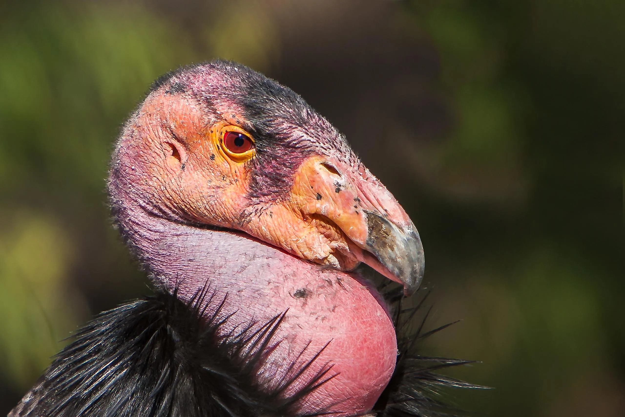 california condor essay