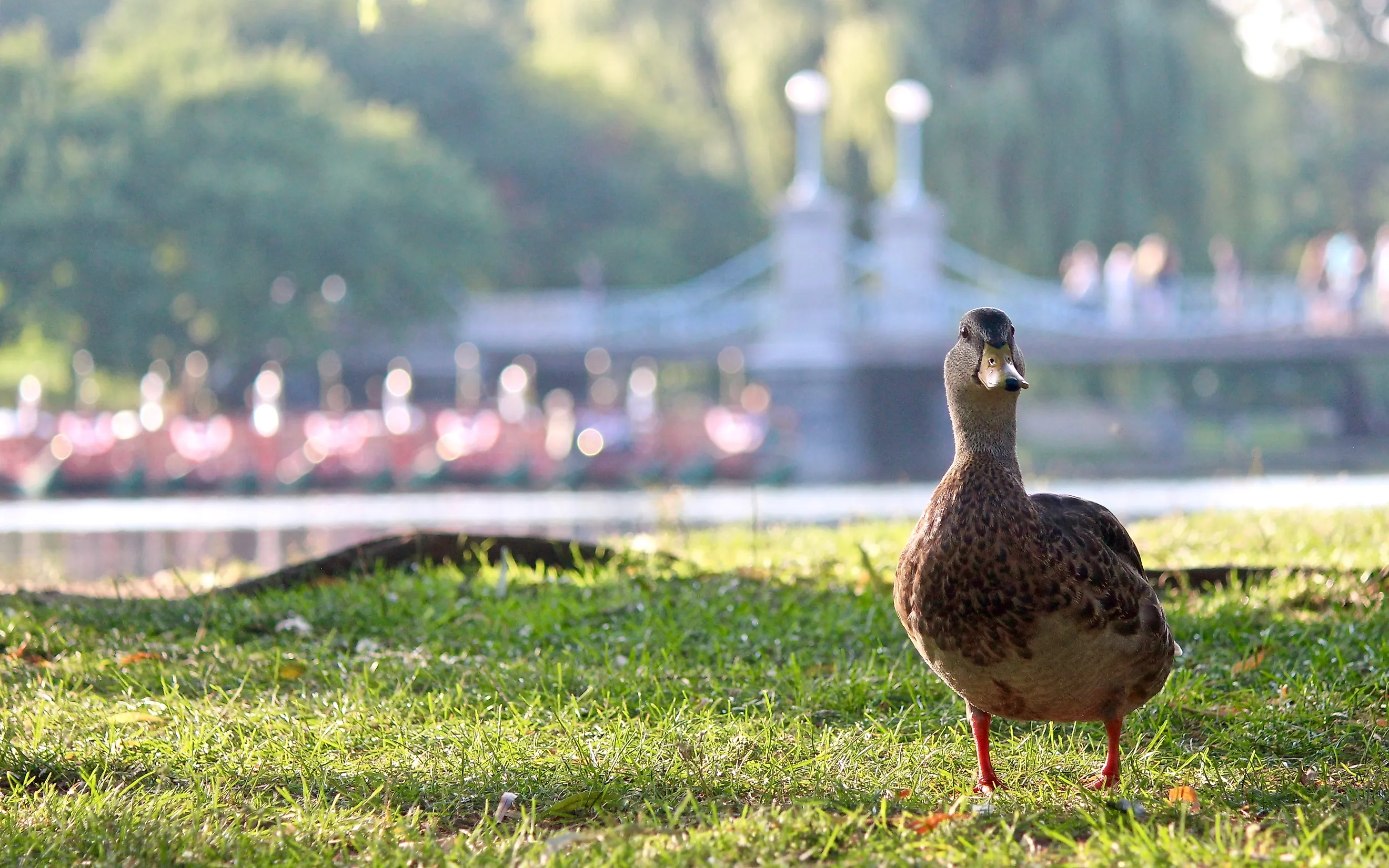 Duck Walking At Boston Commons