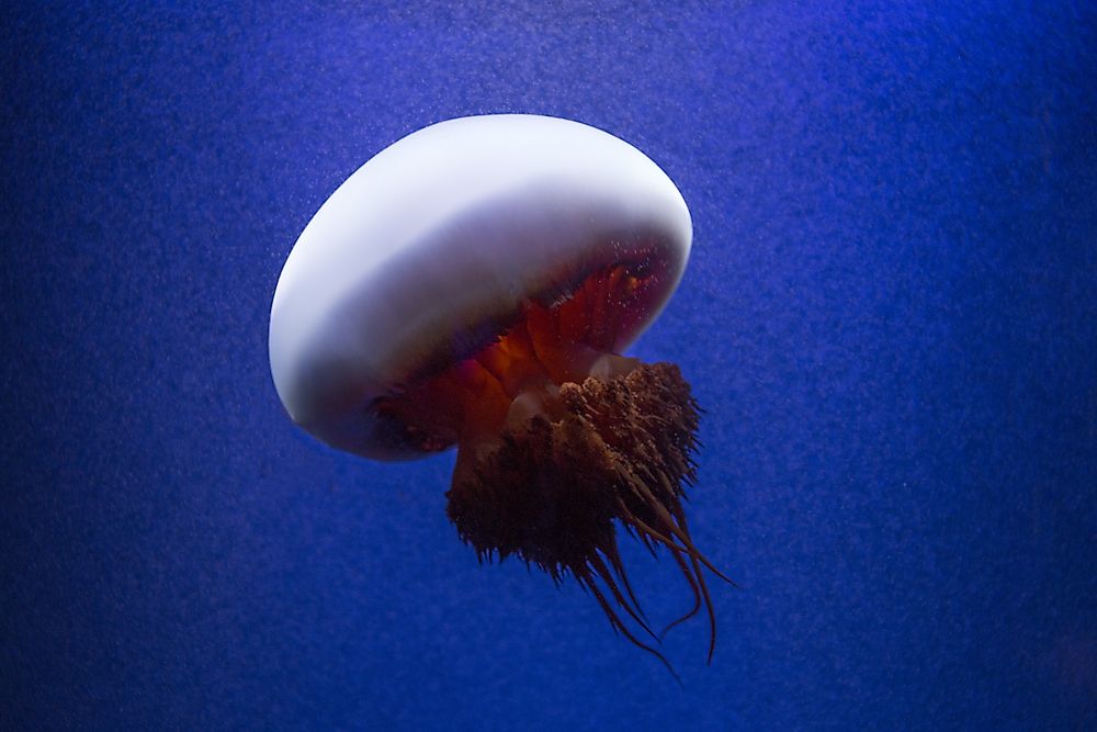 Edible Jellyfish.