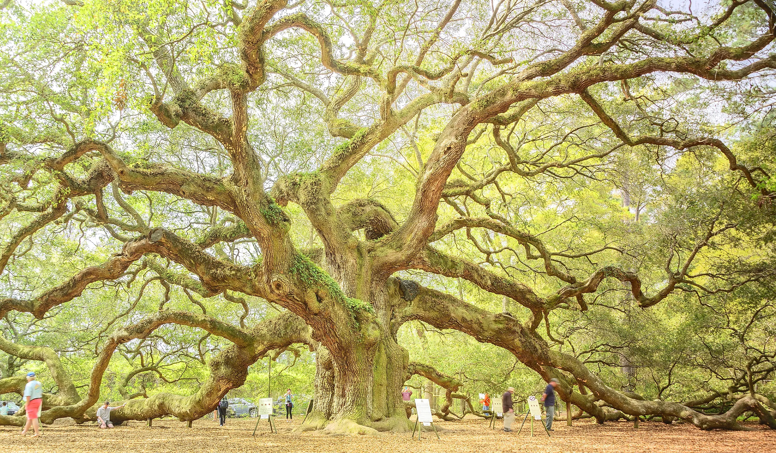Tourists flock around the Angel Oak Tree. Editorial credit: elvisvaughn / Shutterstock.com