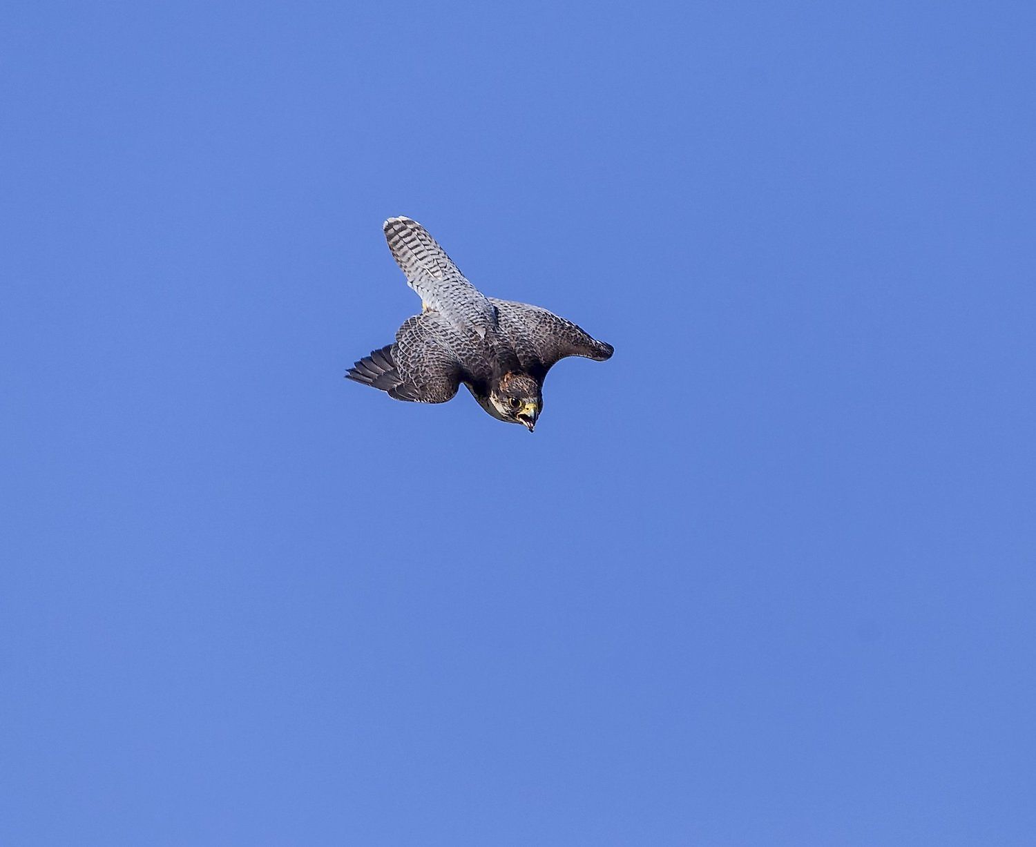 the-fastest-birds-in-the-world-worldatlas