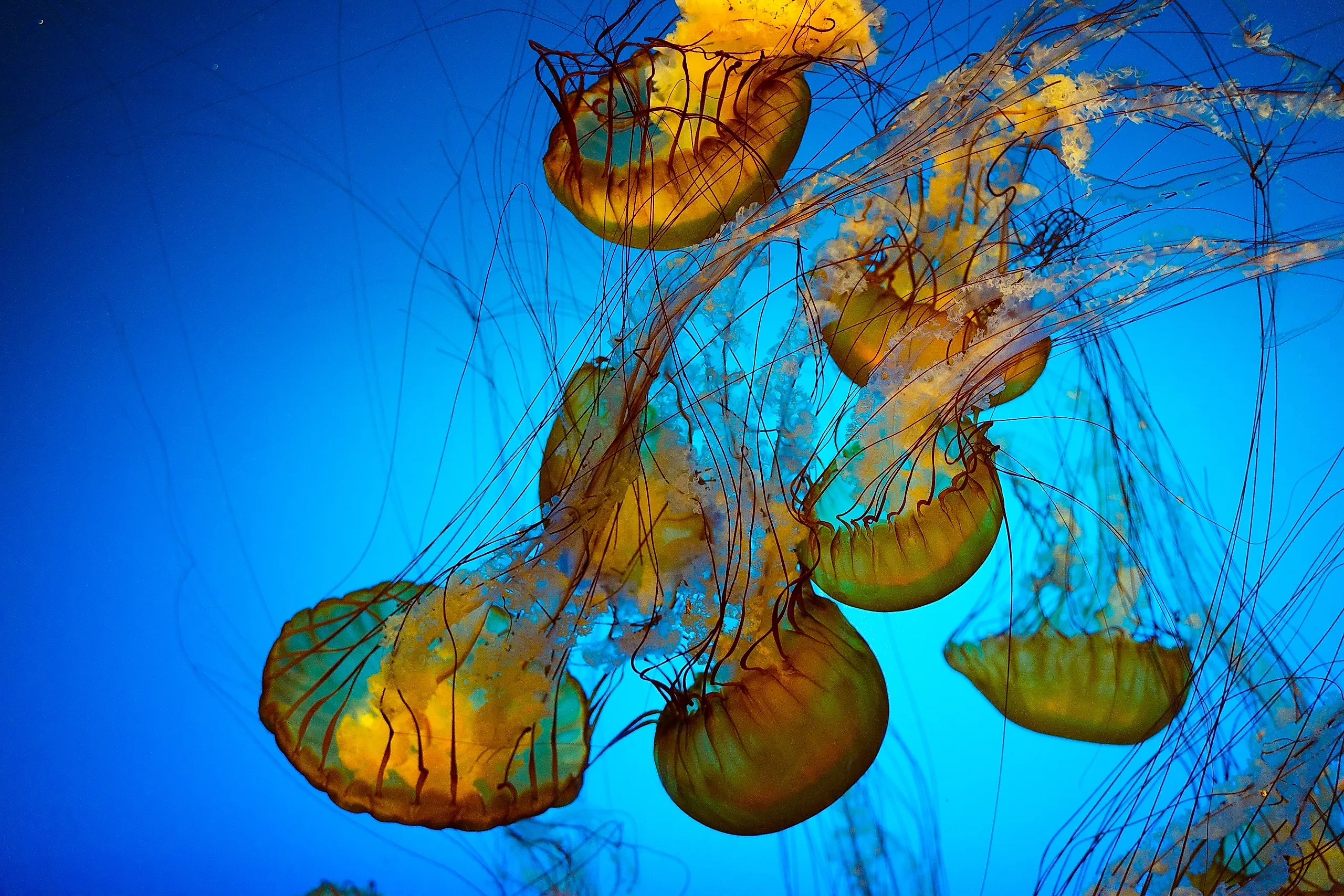group of jellyfish floating in a large water tank, which is part of the Shedd Aquarium in Chicago. 