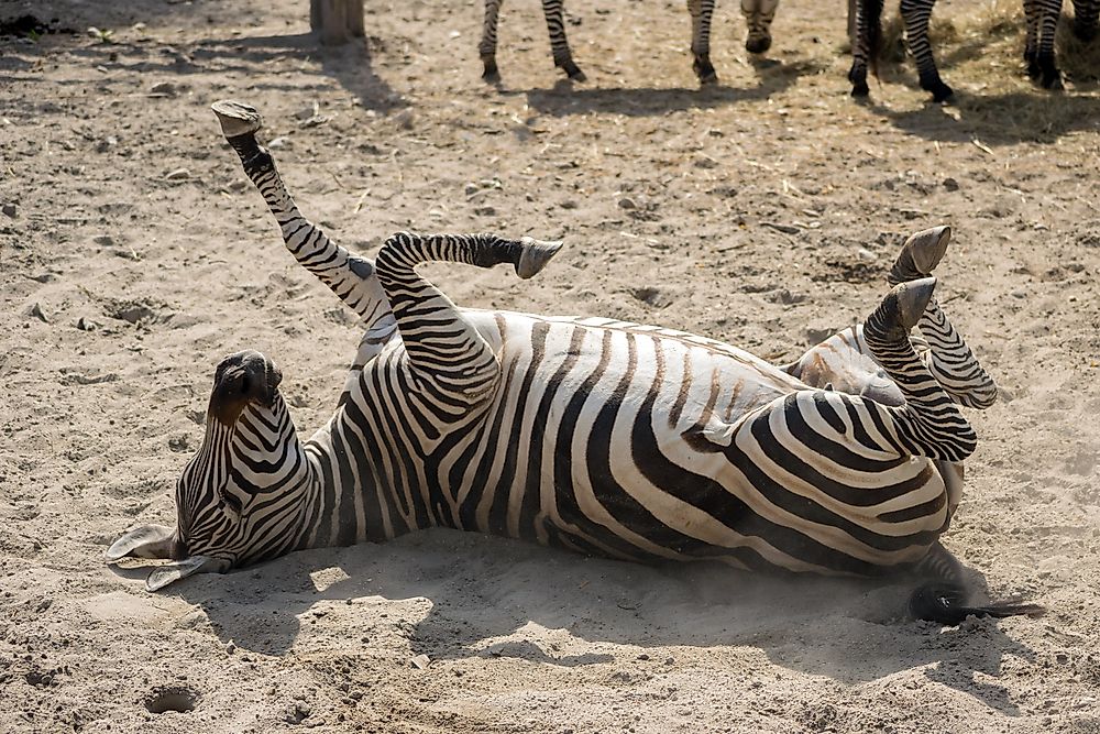 The grant's zebra taking a sandbath.