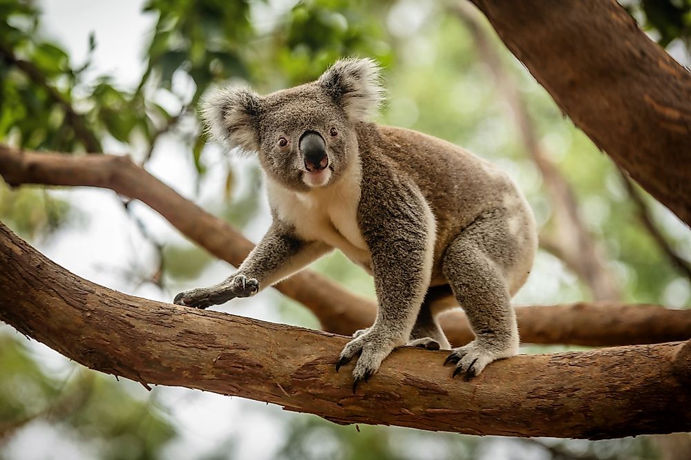 The eucalyptus tree, which is the primary source of food and living habitat for the koalas, is very adaptable when it comes to extreme conditions.