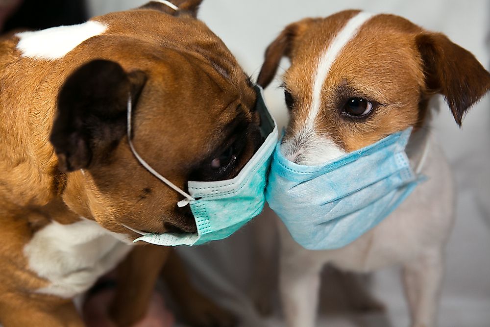 In Hong Kong, two dogs were tested positive together with their owners but did not display any significant physical symptoms, unlike their owners.