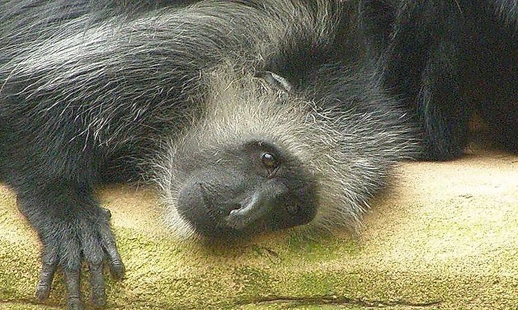 Download What Animals Live In The Tropical Rainforest - WorldAtlas