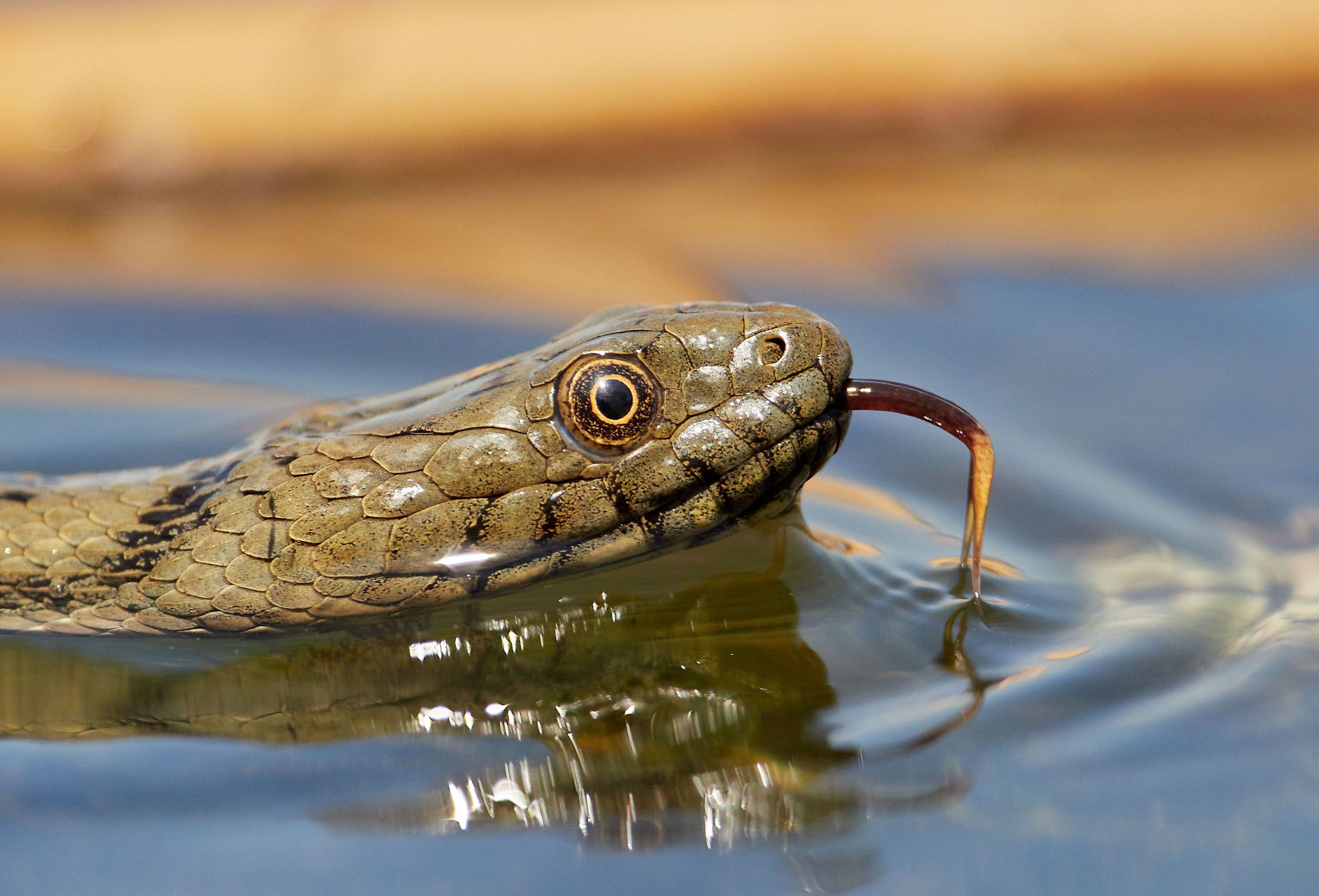 Dice snake in the water. Image credit aaltair via shutterstock