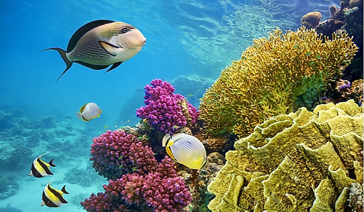 Fish swimming around the Coral Reef in Egypt.