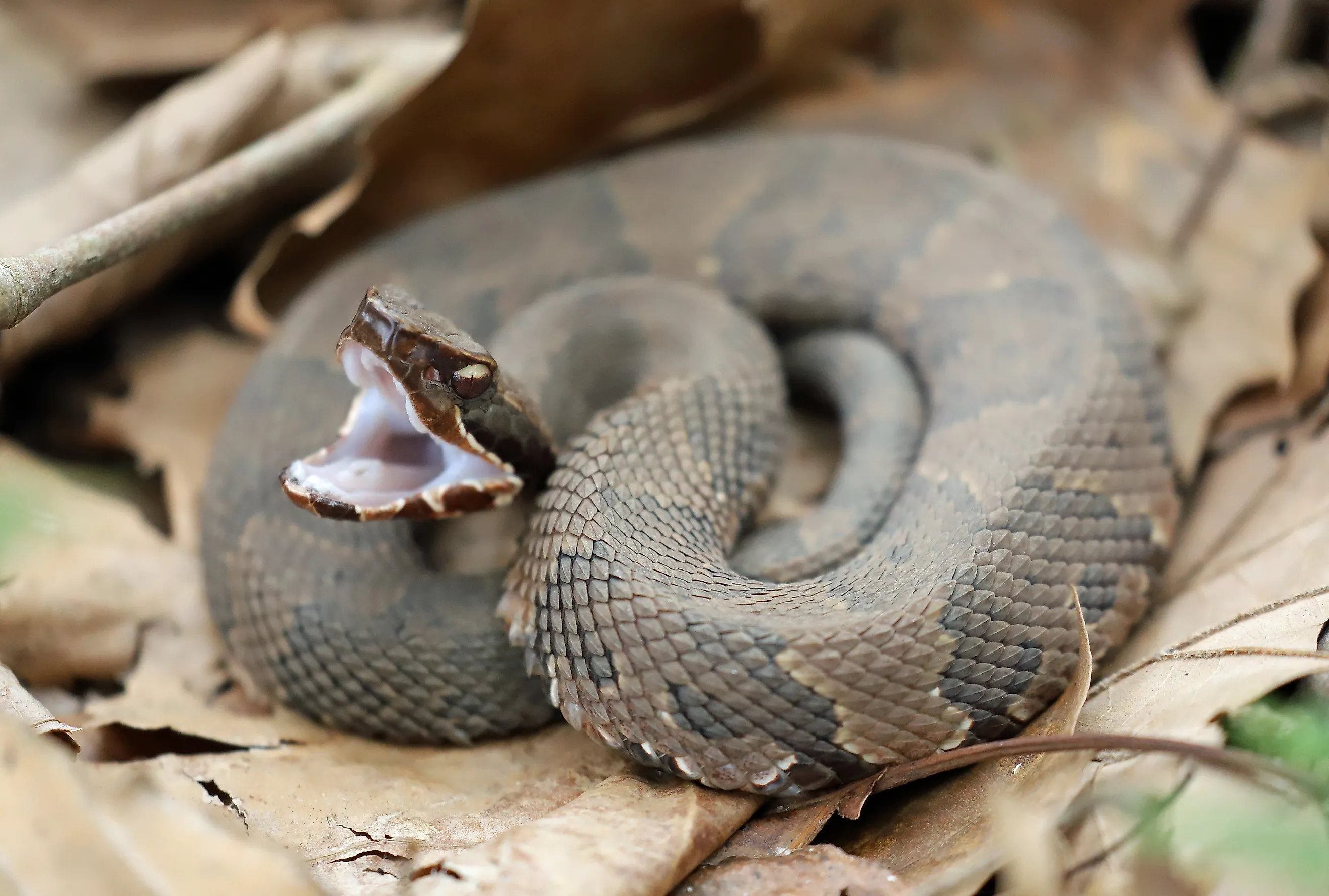 Cottonmouth snakes are found throughout Louisiana's forests and wetlands
