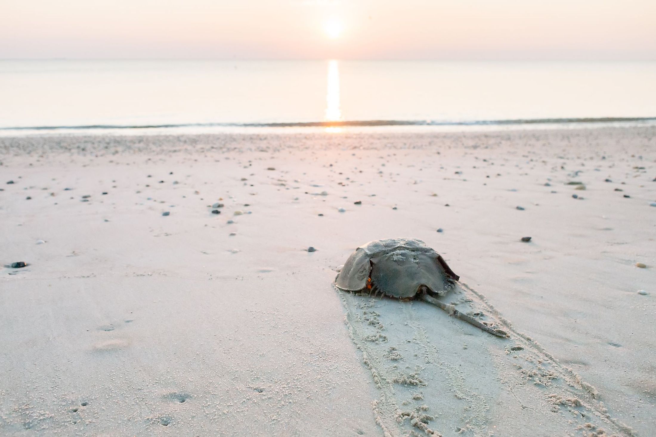 Horseshoe crab crawling back to the ocean on the beach on Delaware Bay at sunrise.
