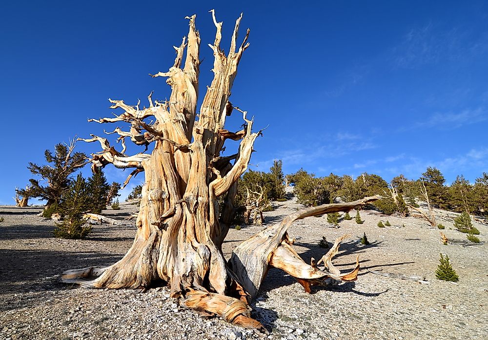 Californian trees, like the one pictured here, are among the world's oldest.