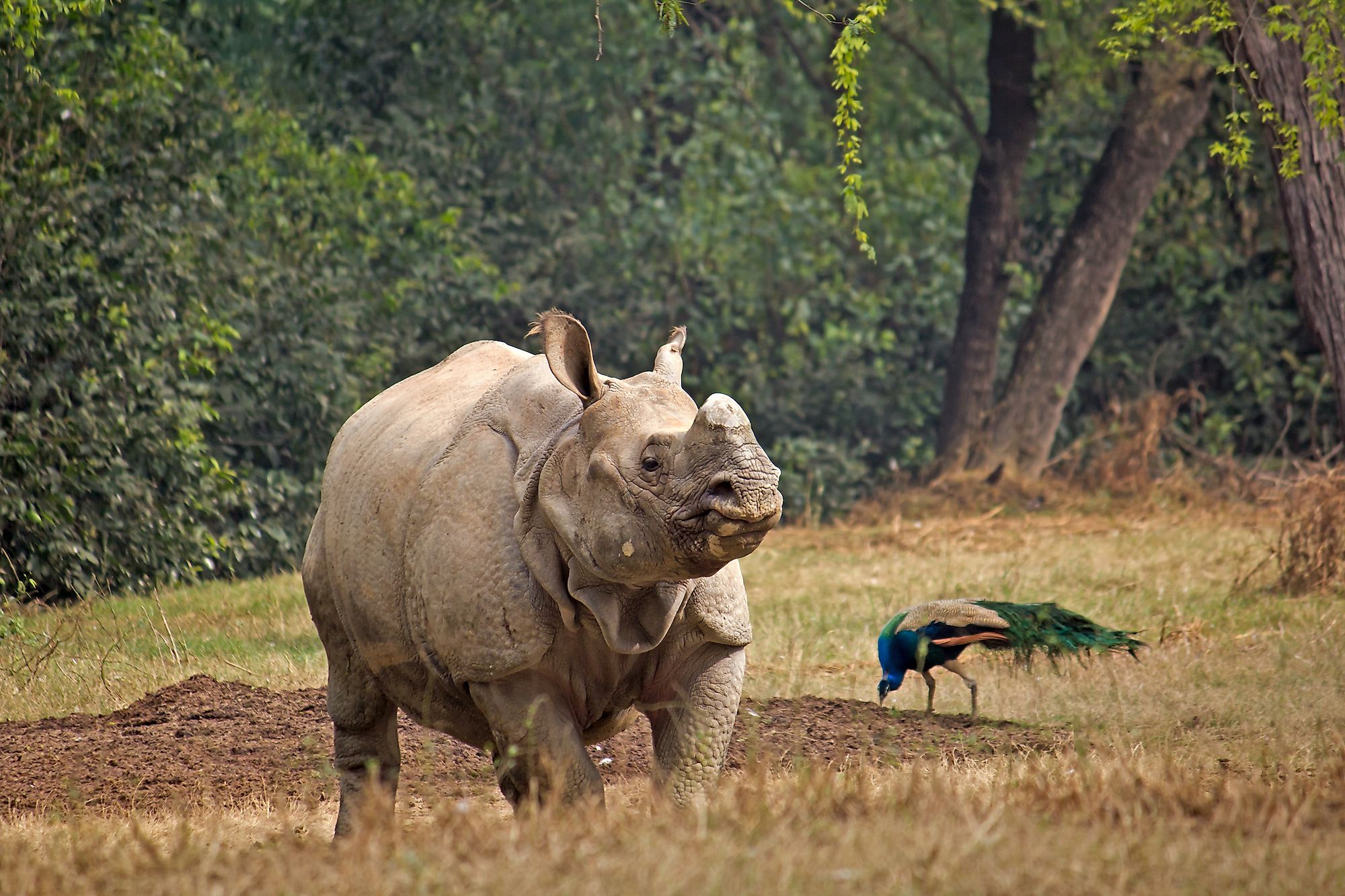 how large is rhinoceros 5 how large is rhinoceros 5