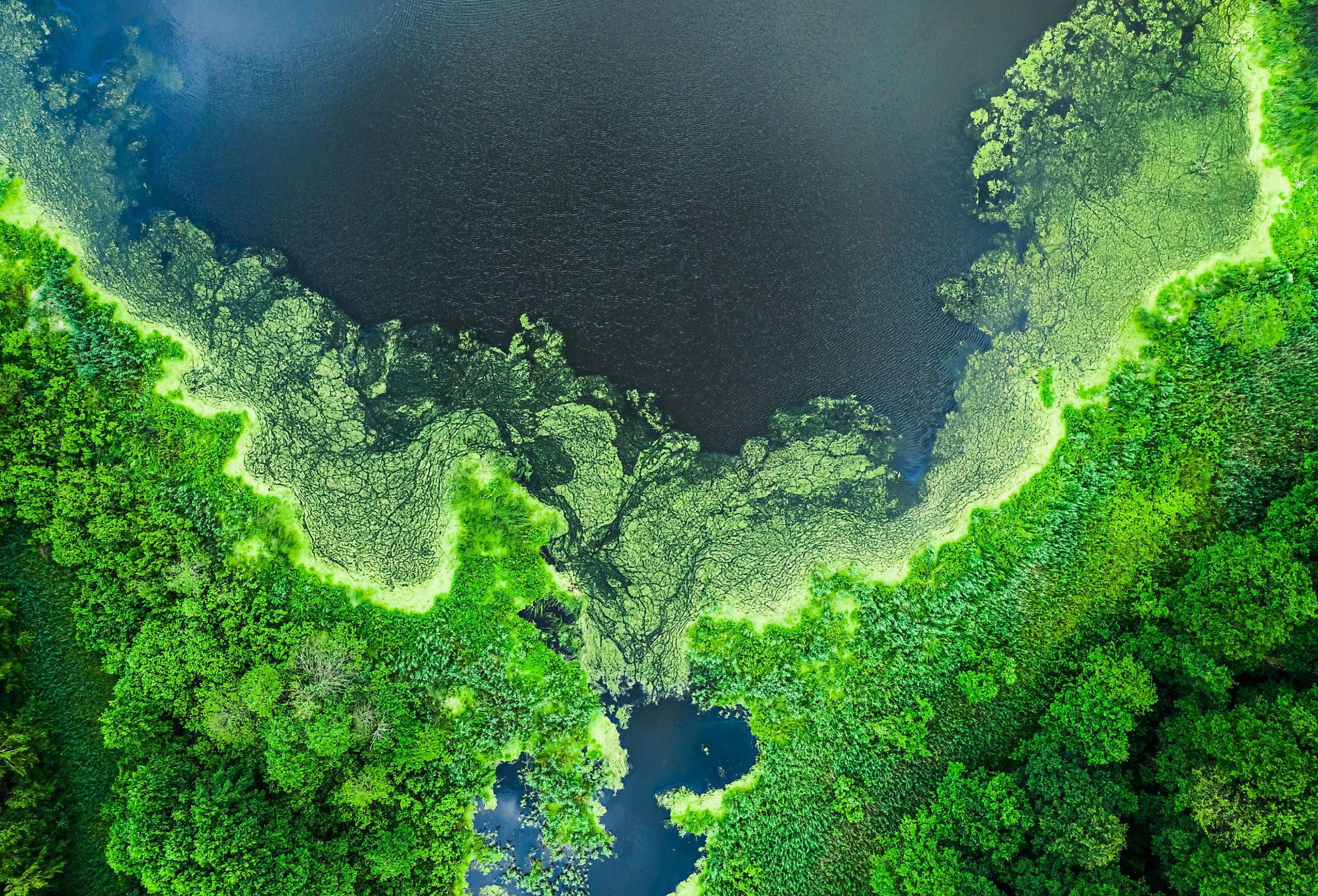 Aerial view of beautiful blooming algae on the lake in summer.