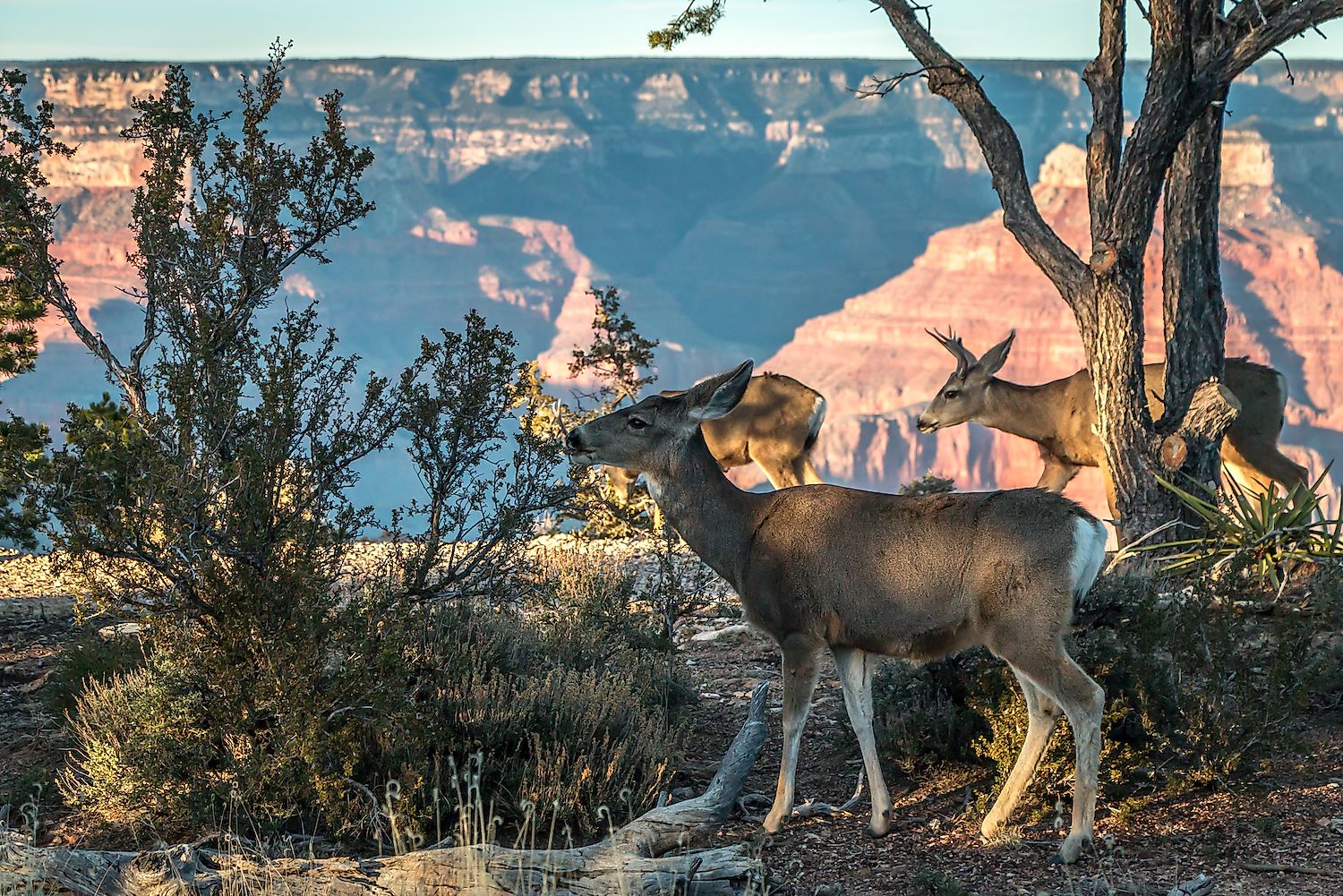 A herd of deer in the Grand Canyon National Park. Image credit: Mucky38/Shutterstock.com