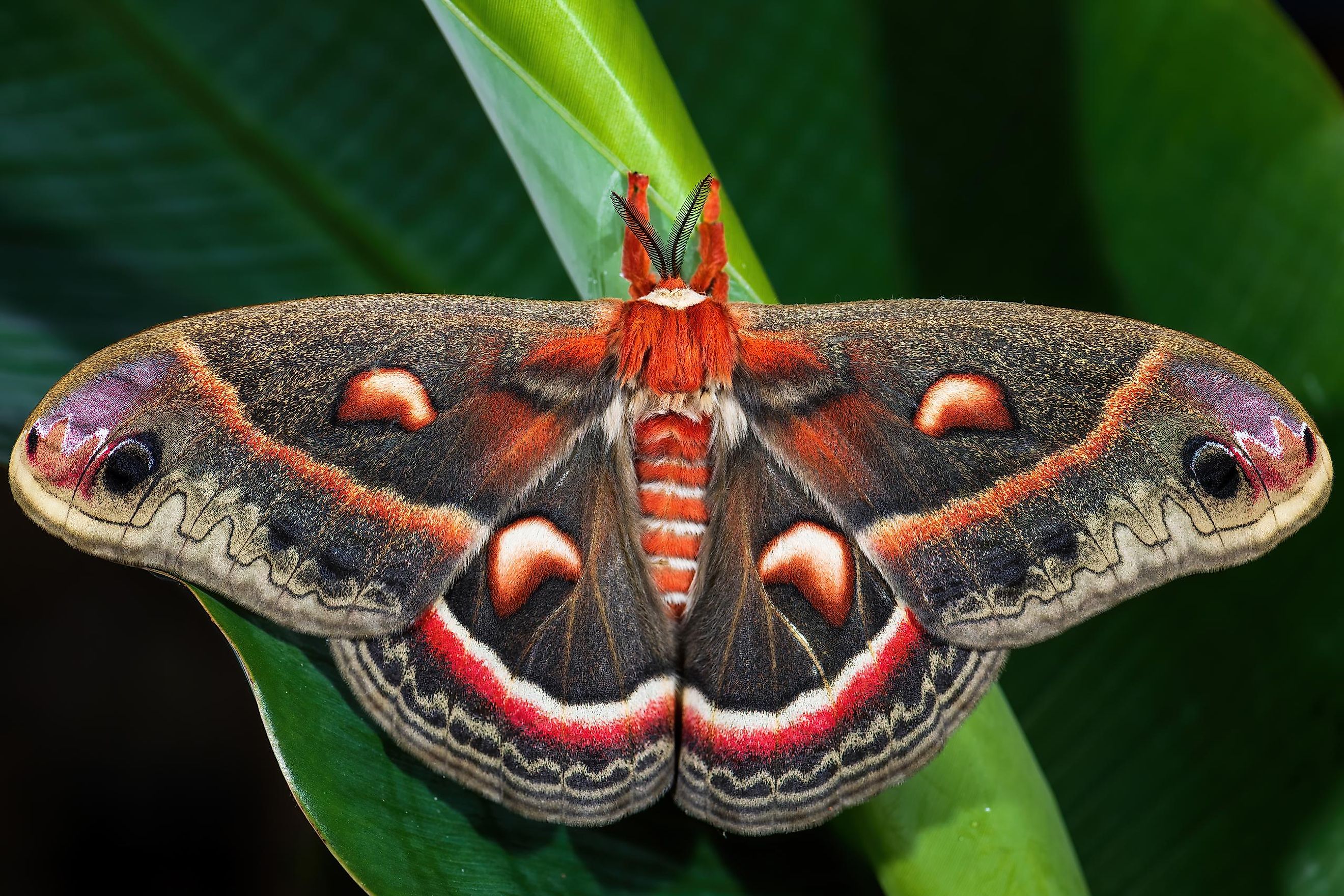 The Cecropia Moth (Hyalophora cecropia).