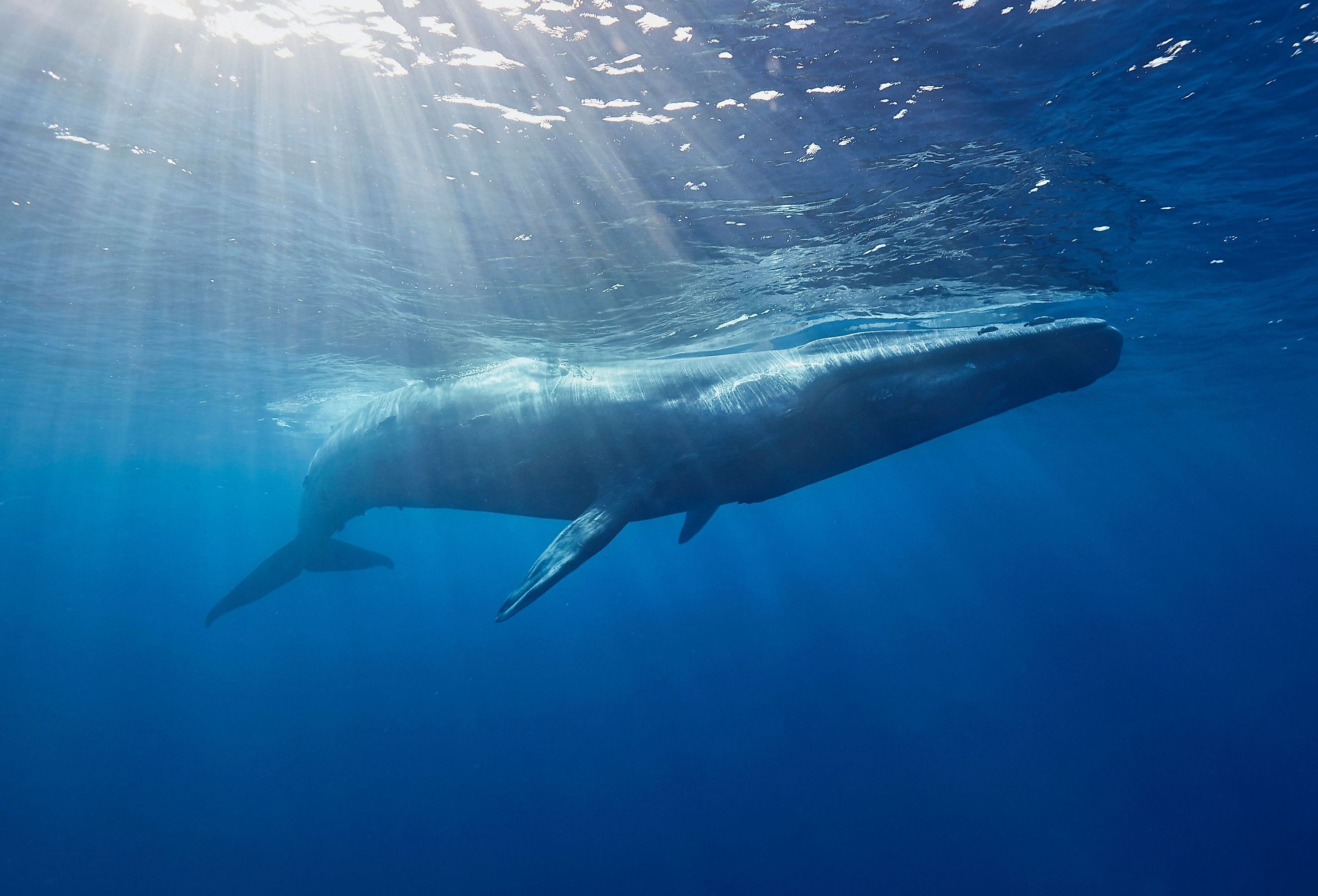 Blue whale in the Indian Ocean near Sri Lanka, with sun beams coming down through the water.