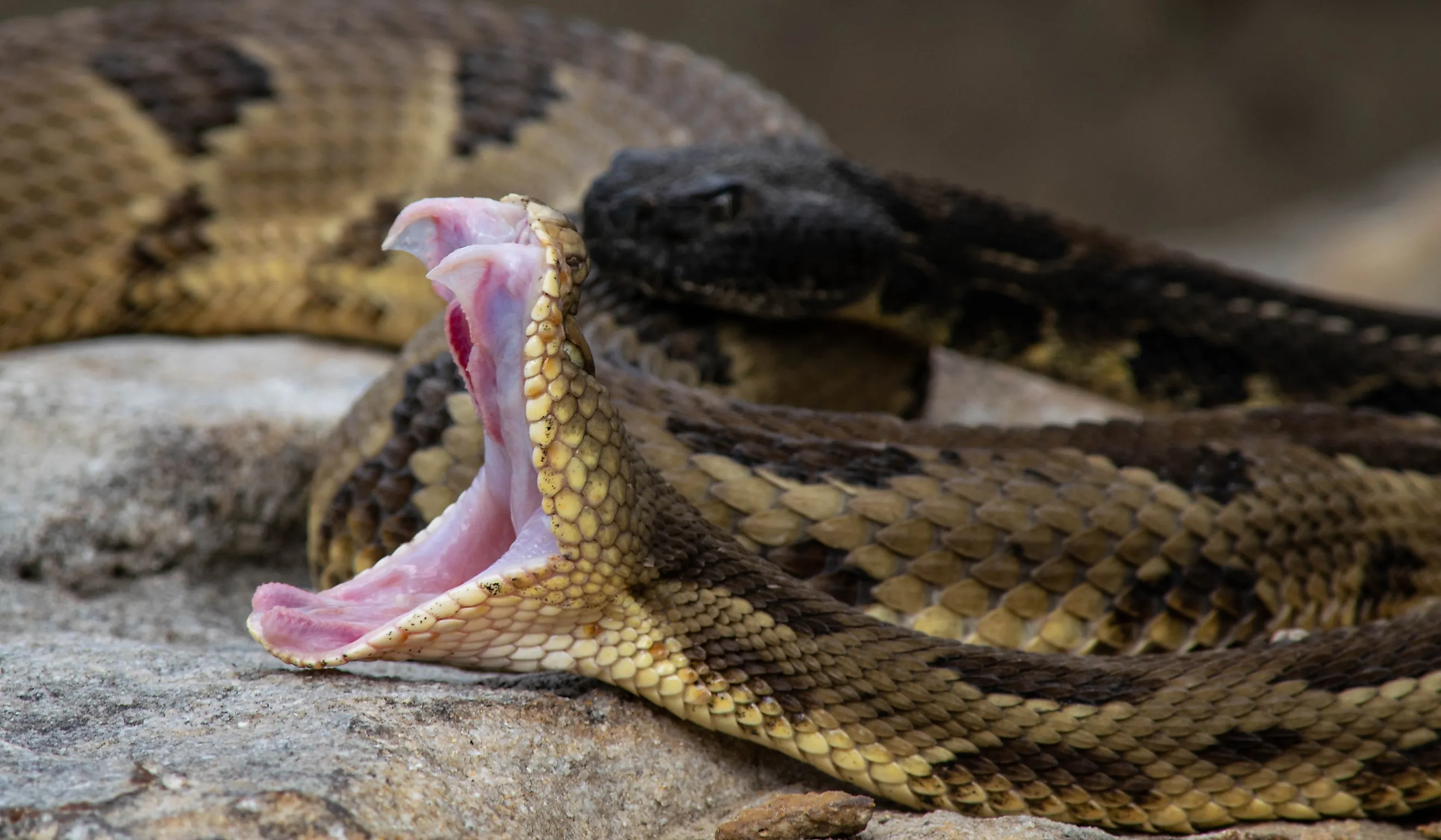 A timber rattlesnake exposes its fangs.
