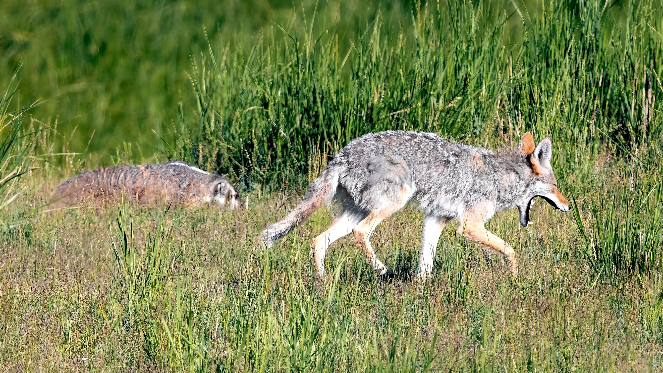 A wild coyote and badger hunting together as a hunting pair in Wyoming.
