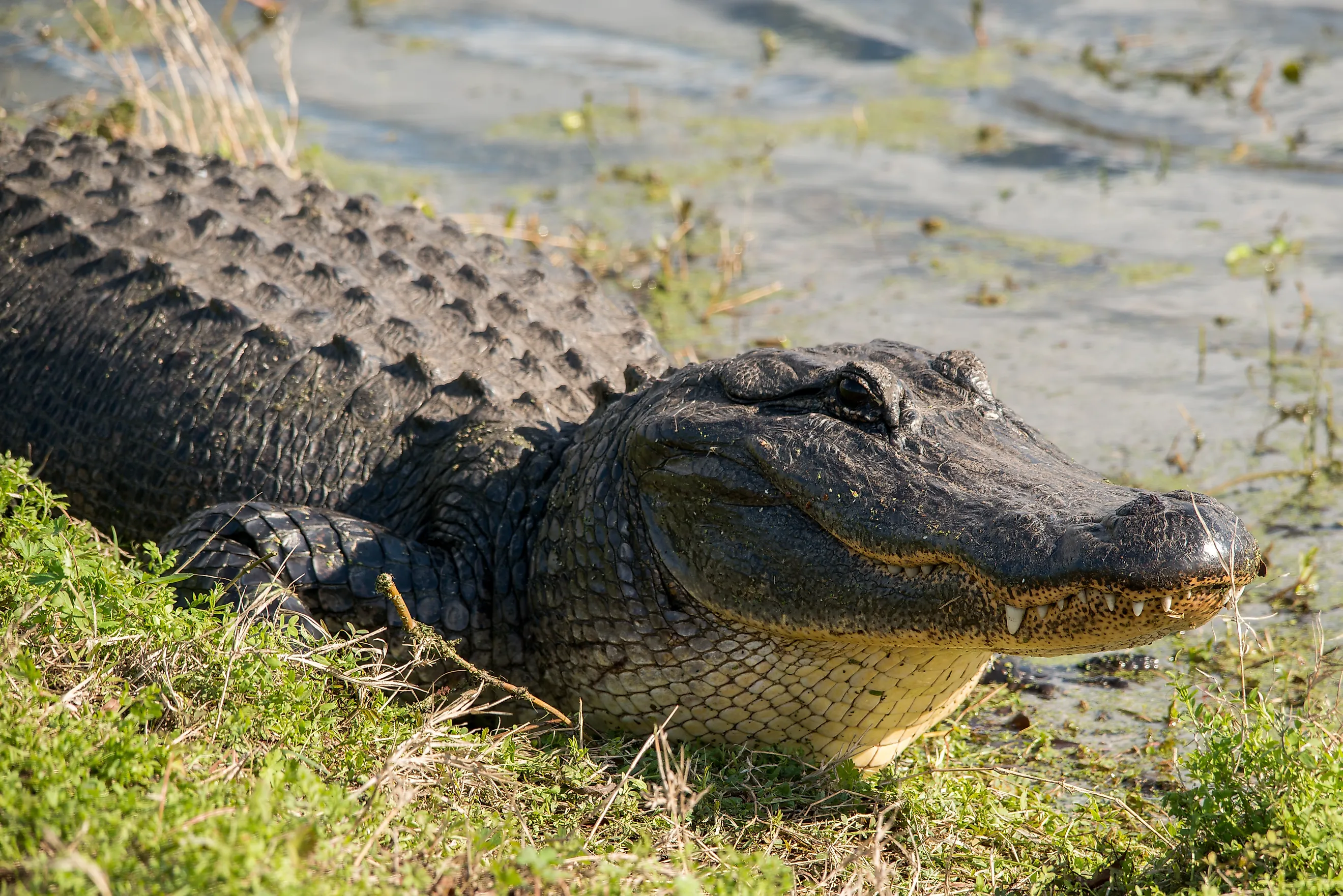 American Alligator at Brazos Bend State Park, Texas