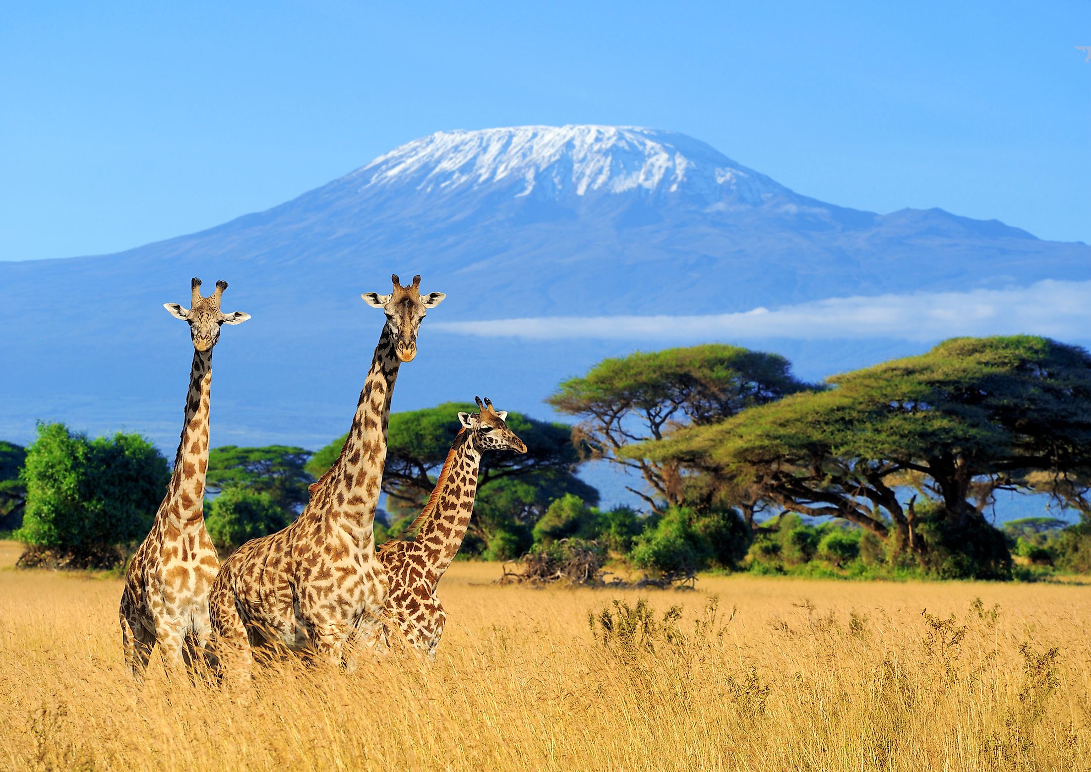 Giraffes in a Kenyan national park with Mount Kilimanjaro in the background.