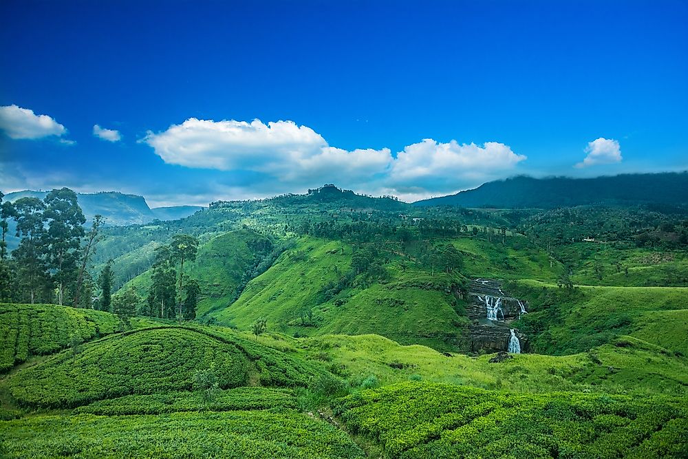 Analog forestry has been used as a means of restoring forest coverage that has been lost in Sri Lanka.